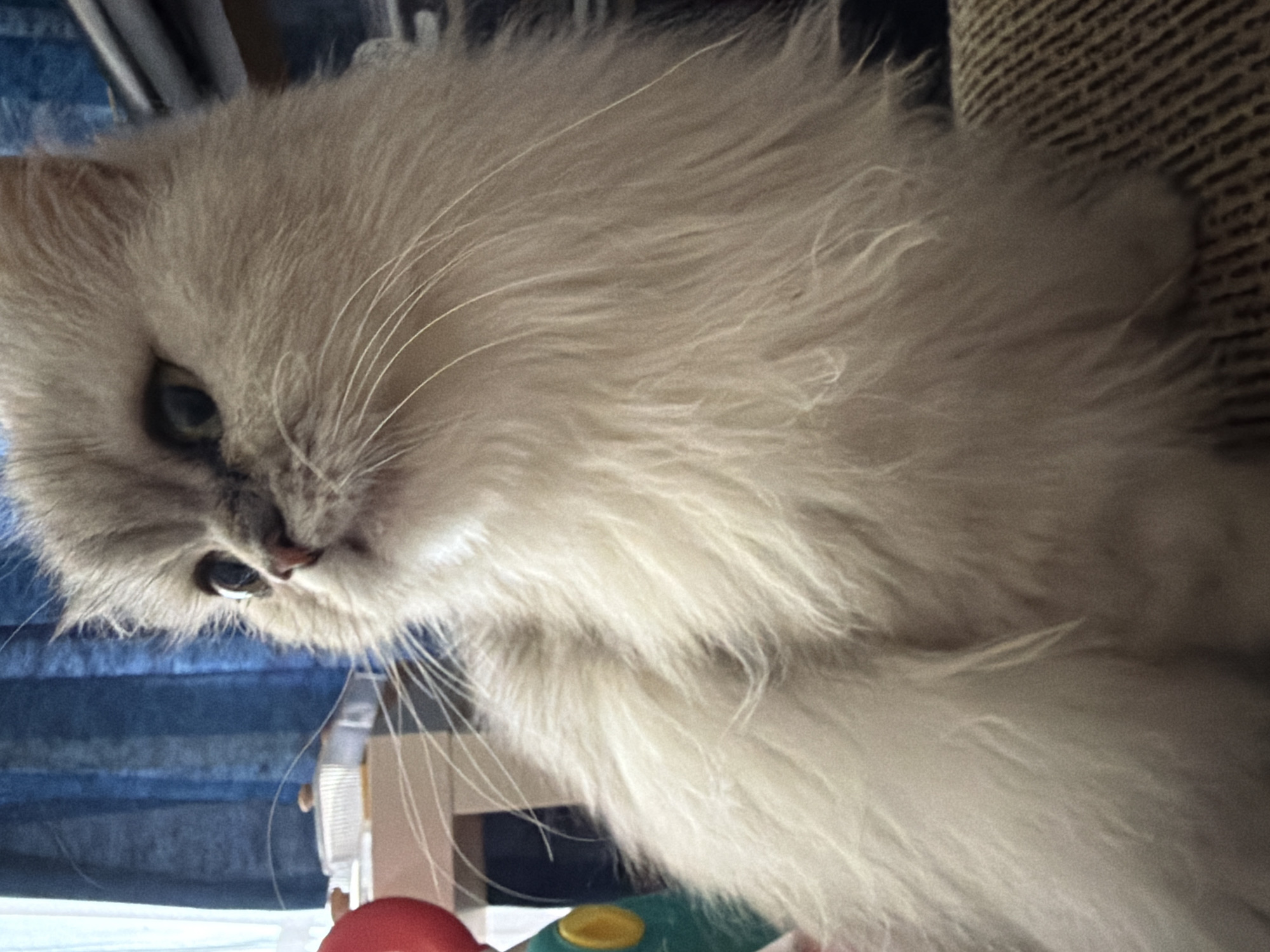 A close-up, medium shot captures a fluffy, light-colored Persian cat sitting on a textured, brown surface. The cat is looking upwards and to the left with wide, dark eyes, and its mouth is slightly open, revealing a pink tongue. Its fur is long and appears soft, with hints of gray shading around its ears and face. A red toy is visible on the left side of the frame, partially obscured by the cat's head. In the background, a blue curtain hangs, and beyond that, hints of other objects are present, including what appears to be a plastic container on a white surface. The lighting suggests an indoor setting. There is no information to place this image in Sharm El Sheikh, Egypt.