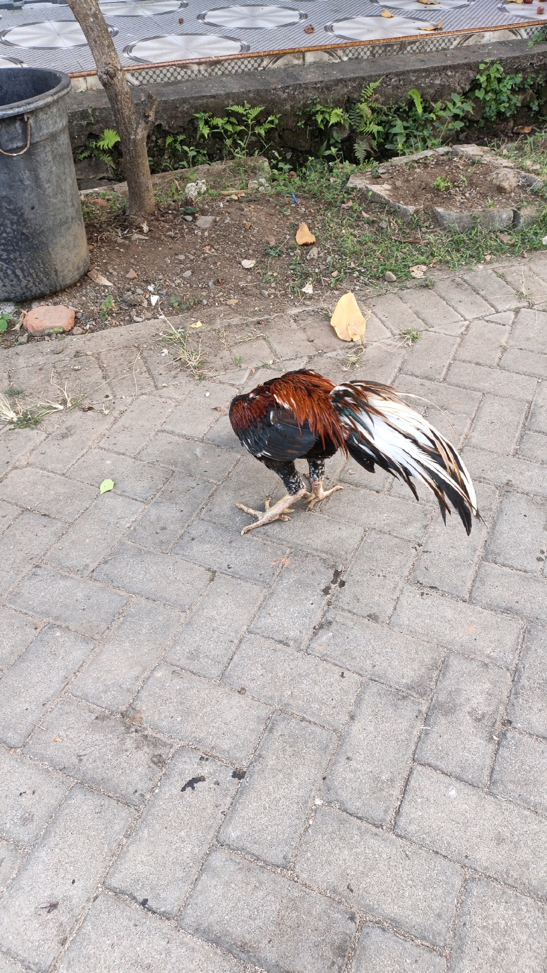 A rooster stands on a paved walkway in a courtyard. The rooster has black, red, and white plumage. The walkway is made of grey interlocking bricks. Behind the walkway is a patch of dry earth with some green foliage and a black bucket. A small tree trunk is visible to the left of the rooster. In the background, there is a raised concrete border with more plants and a decorative tiled surface. The overall setting appears to be an outdoor area in a residential or public space in Cikal, Indonesia.