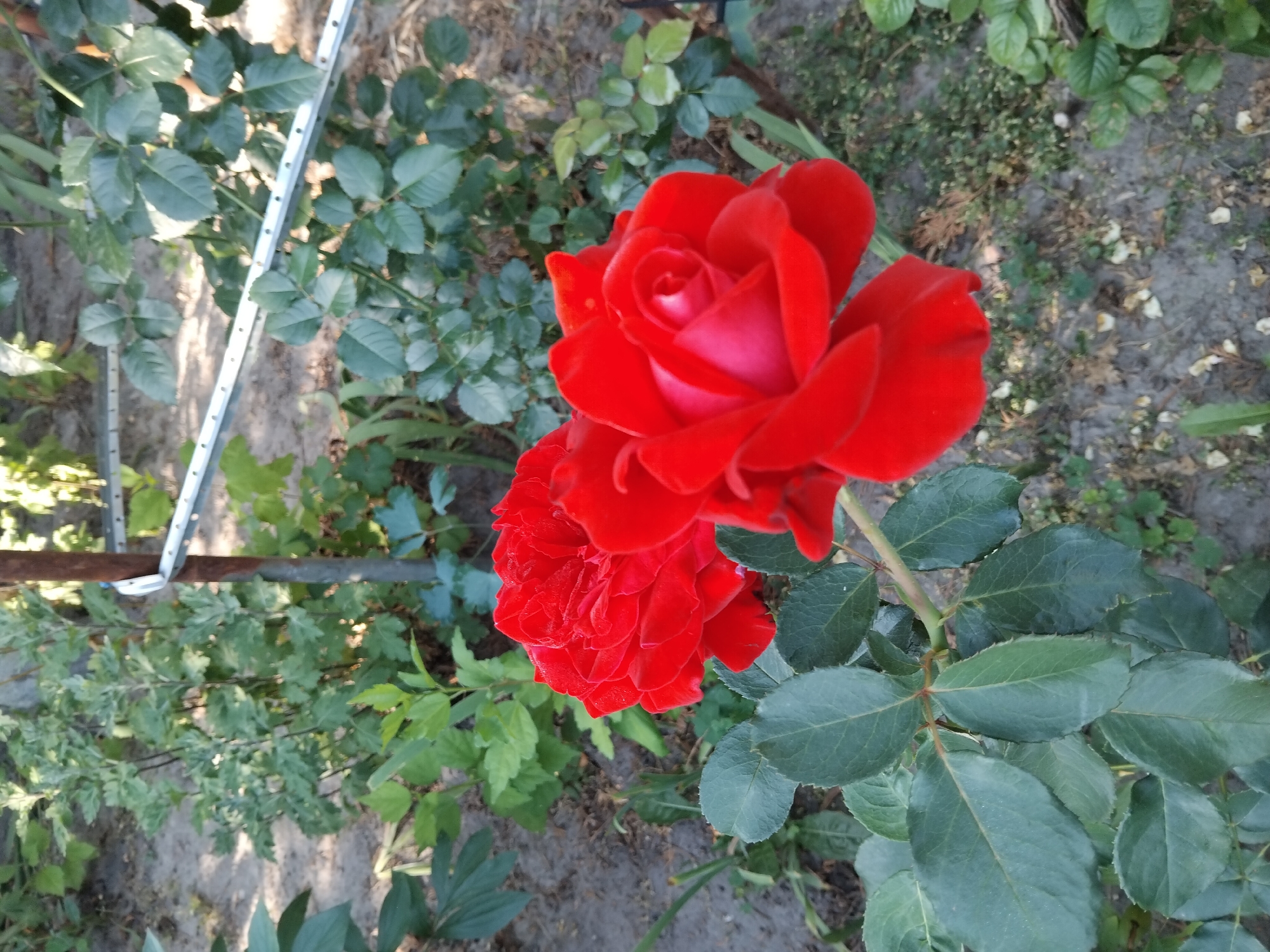 The image shows a close-up of two vibrant red roses in bloom, with one rose more prominently in focus than the other. The roses are situated in a garden setting, surrounded by lush green foliage and dry, sandy soil. A metal pole and a white metal railing are visible in the background, suggesting a structured area within the garden. The overall impression is one of natural beauty, with the rich red of the roses standing out against the verdant backdrop. The image does not contain any people or specific landmarks that would allow for precise identification of its location within the city of Zhytomyr, Ukraine.