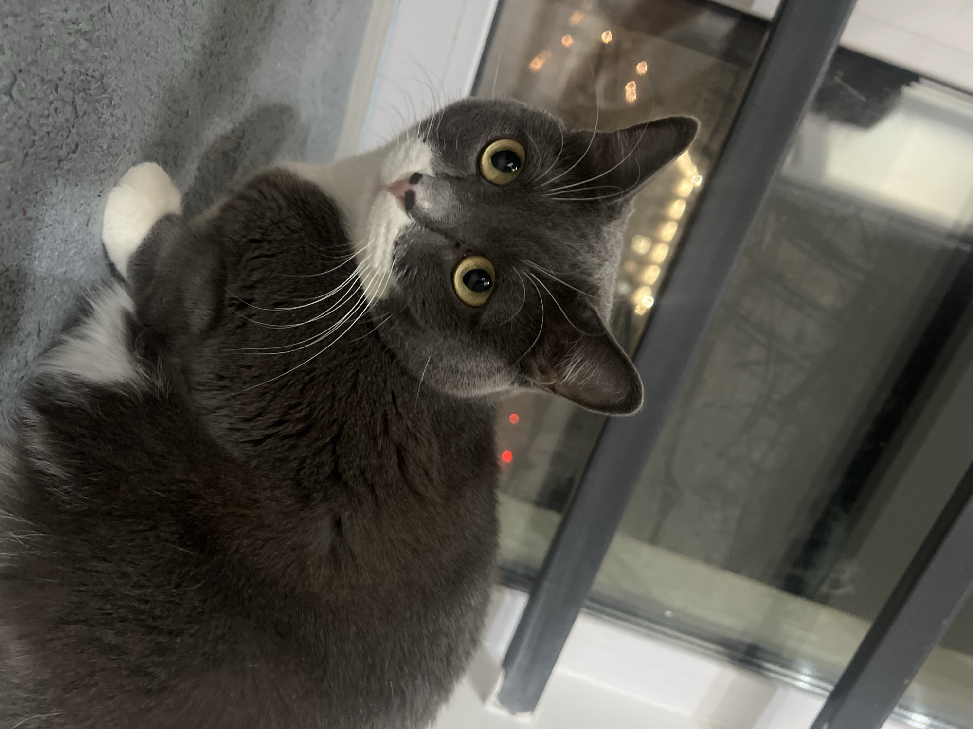 An indoor scene in Tyumen, Russia, depicts a domestic cat positioned in front of a window, facing the viewer. The animal is a bicolored cat, predominantly dark grey with distinct white markings covering its chest, muzzle, and paws. It possesses large, round, amber-yellow eyes with visible pupils and prominent white vibrissae extending from its muzzle. The cat's nose is small and pink. It is seated on a light grey, textured surface, possibly carpet or fabric. Behind the cat, a large window with a dark grey frame is visible. The external environment through the window is dark, displaying numerous blurred, warm-toned bokeh lights, indicative of urban illumination at night. Two small, distinct red lights are also visible through the window above the cat's back. Reflections on the windowpane suggest internal elements of the room not fully in view.