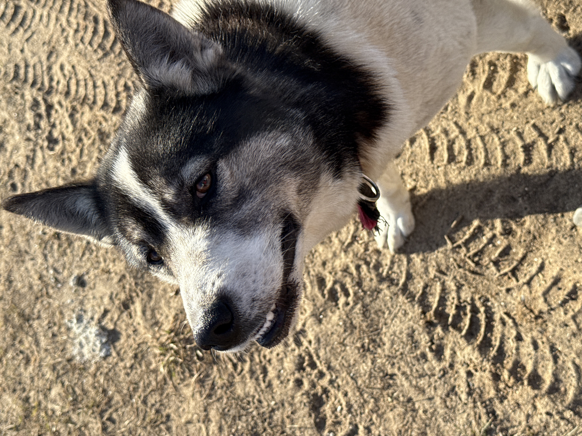 An outdoor scene in Noviy, Russia, captured in close-up. The primary subject is a standing canine, consistent with a husky or similar breed, oriented towards the left of the frame with its head tilted slightly upward. The animal displays a tri-color fur pattern consisting of black, white, and gray, with a prominent white stripe extending up the forehead, black markings around the eyes and on the body, and lighter fur on the snout and chest. Its eyes are brown, and its ears are erect. The left side of the animal's upper lip is slightly elevated, revealing several white teeth. A red object and a silver metallic ring, likely components of a collar, are visible beneath its chin. The ground surface is light brown, sandy, or dirt, with sparse patches of dry grass. Multiple distinct tire tracks are imprinted into the ground, particularly visible in the central and lower-right portions of the image. The scene is illuminated by strong daylight, casting shadows.