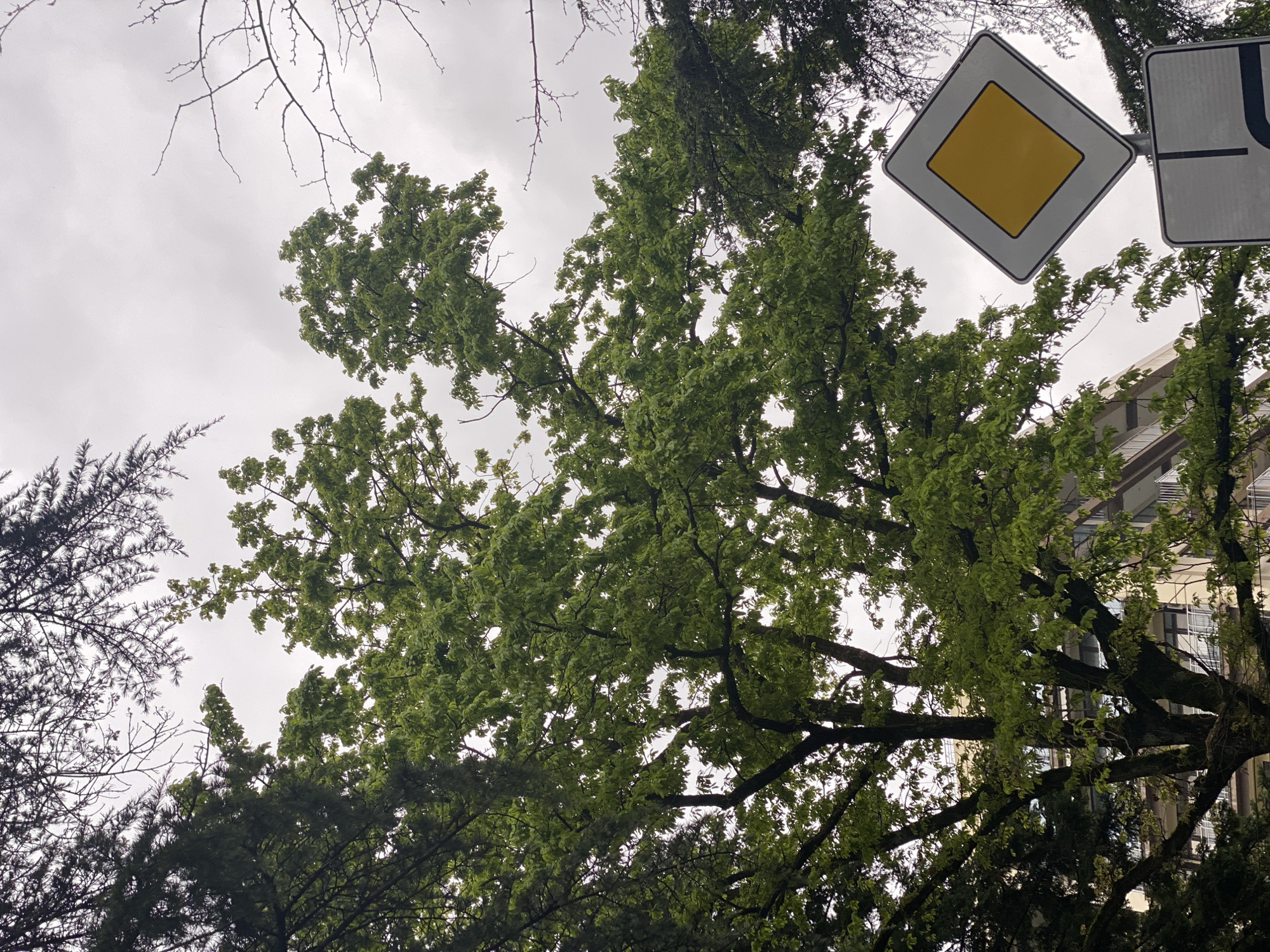 The image presents a low-angle view of the sky through trees in Sochi, Russia. The sky is overcast. Dominating the foreground are tree branches with green foliage, interspersed with bare branches from other trees. In the upper right corner, there are two road signs; one is a yellow diamond-shaped sign, and the other is partially visible next to it. A building is faintly visible through the trees in the background.