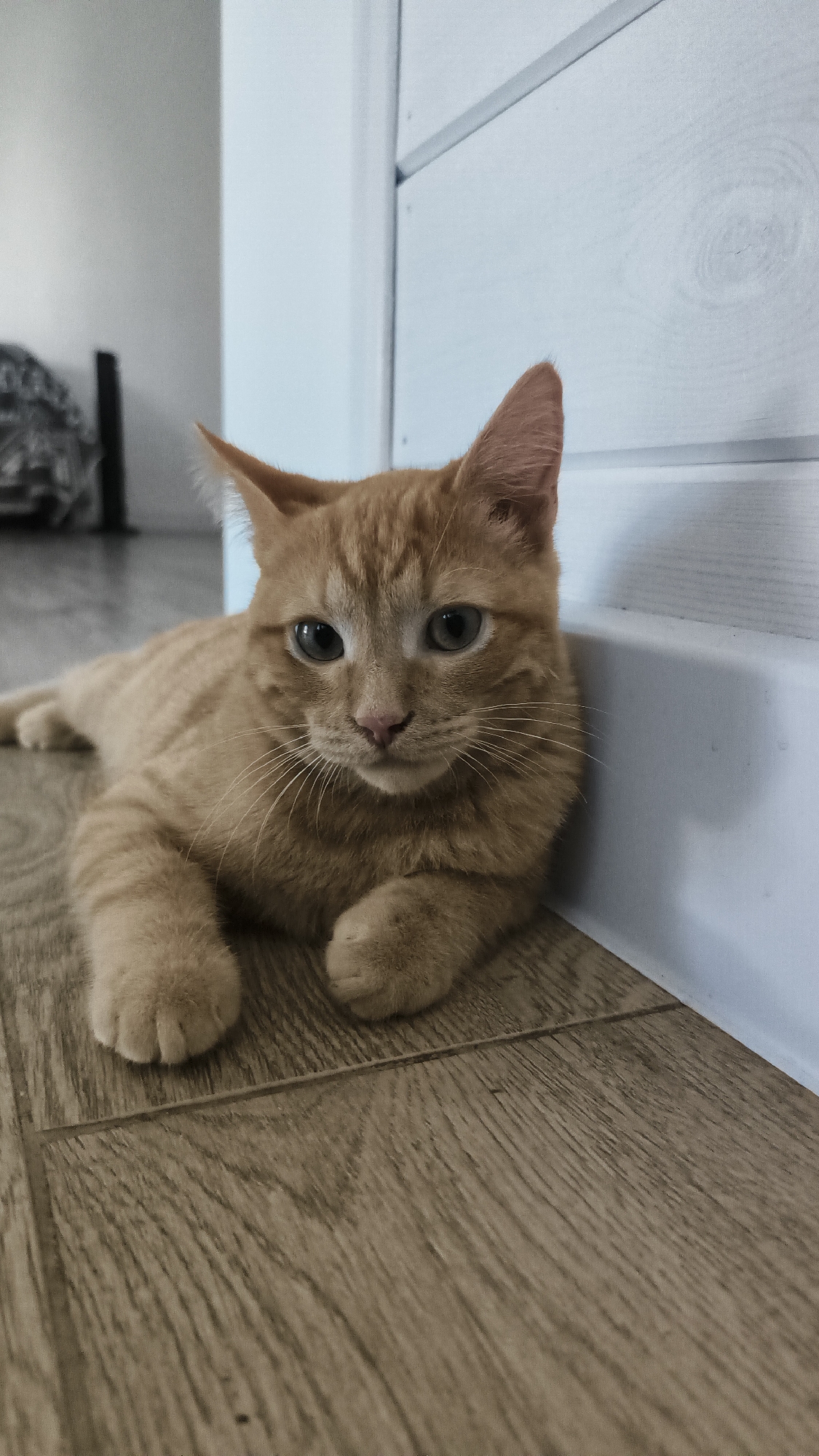 An orange tabby cat is lying on a wooden floor. The cat is looking directly at the camera with its mouth slightly open. The cat's paws are resting in front of its body. The background is a white wall with horizontal planks. The scene appears to be indoors, possibly in a home. There is no information in the image to suggest the location is the city of Сокуры, Russia.