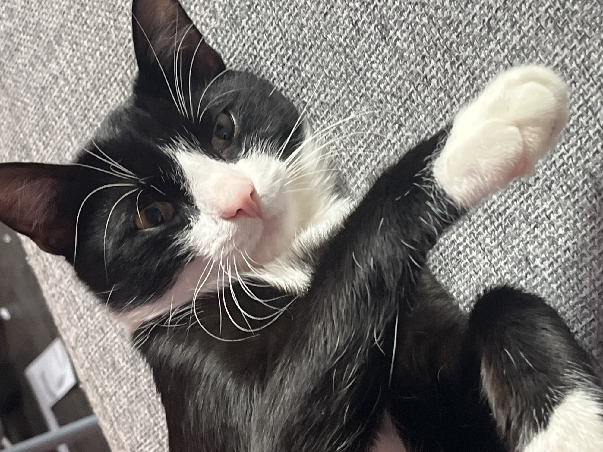 A tuxedo cat is lying on a gray textured surface. The cat is predominantly black with white markings on its face, chest, and paws. The cat's left paw is raised. The cat is looking at the camera.
The image provides no information about the location. Saint Petersburg, Russia, is not discernible from the provided visual information.