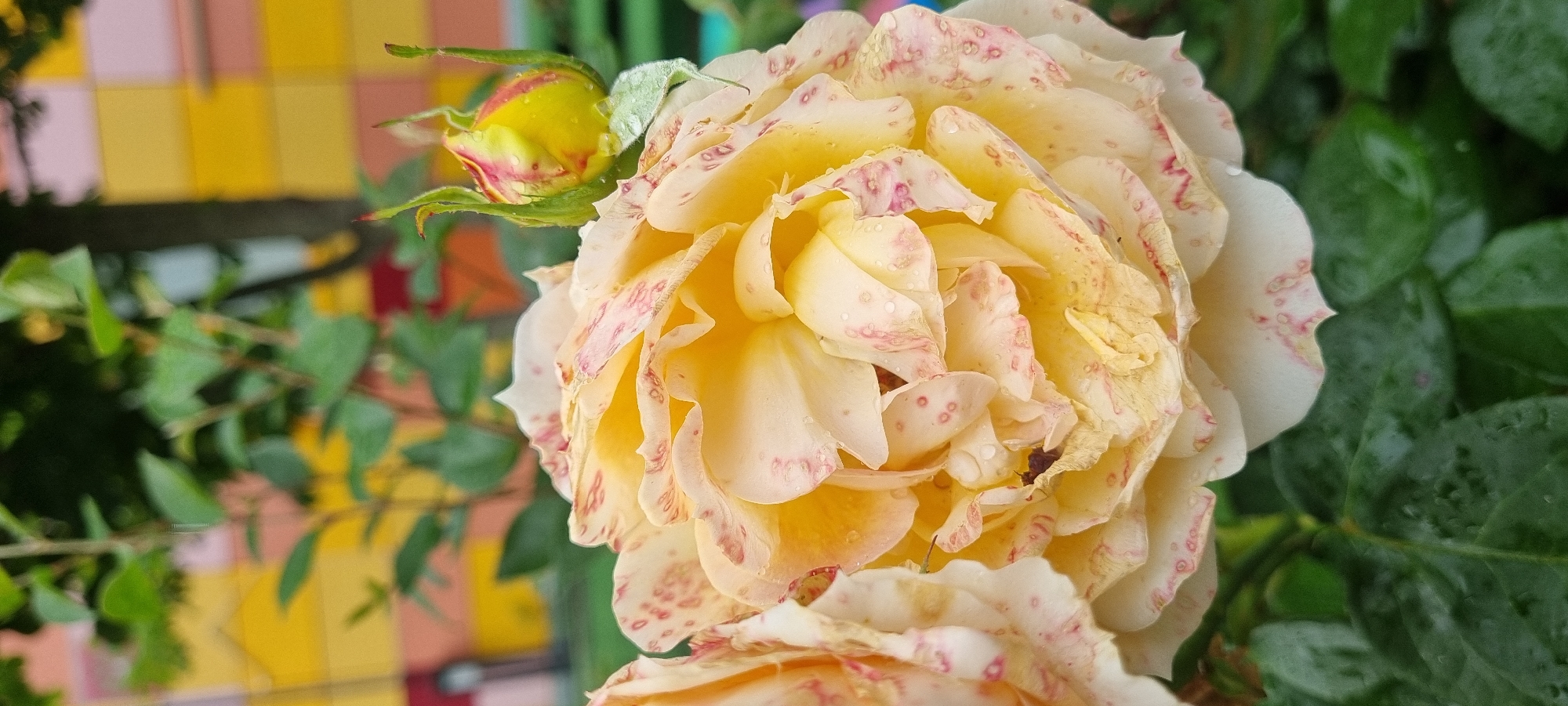 The image shows a close-up of a light yellow rose with pink speckles on its petals. A single rosebud, also yellow with pink accents, is positioned to the left of the main bloom. The rose petals appear slightly damp, suggesting recent rain or dew. The background is softly blurred, featuring green foliage and a colorful, tiled wall with yellow, pink, and orange squares. The overall impression is of a natural and peaceful outdoor setting, likely a garden. No people are visible, and there is no discernible text in the image. The lighting suggests it might be daytime, possibly after a shower.