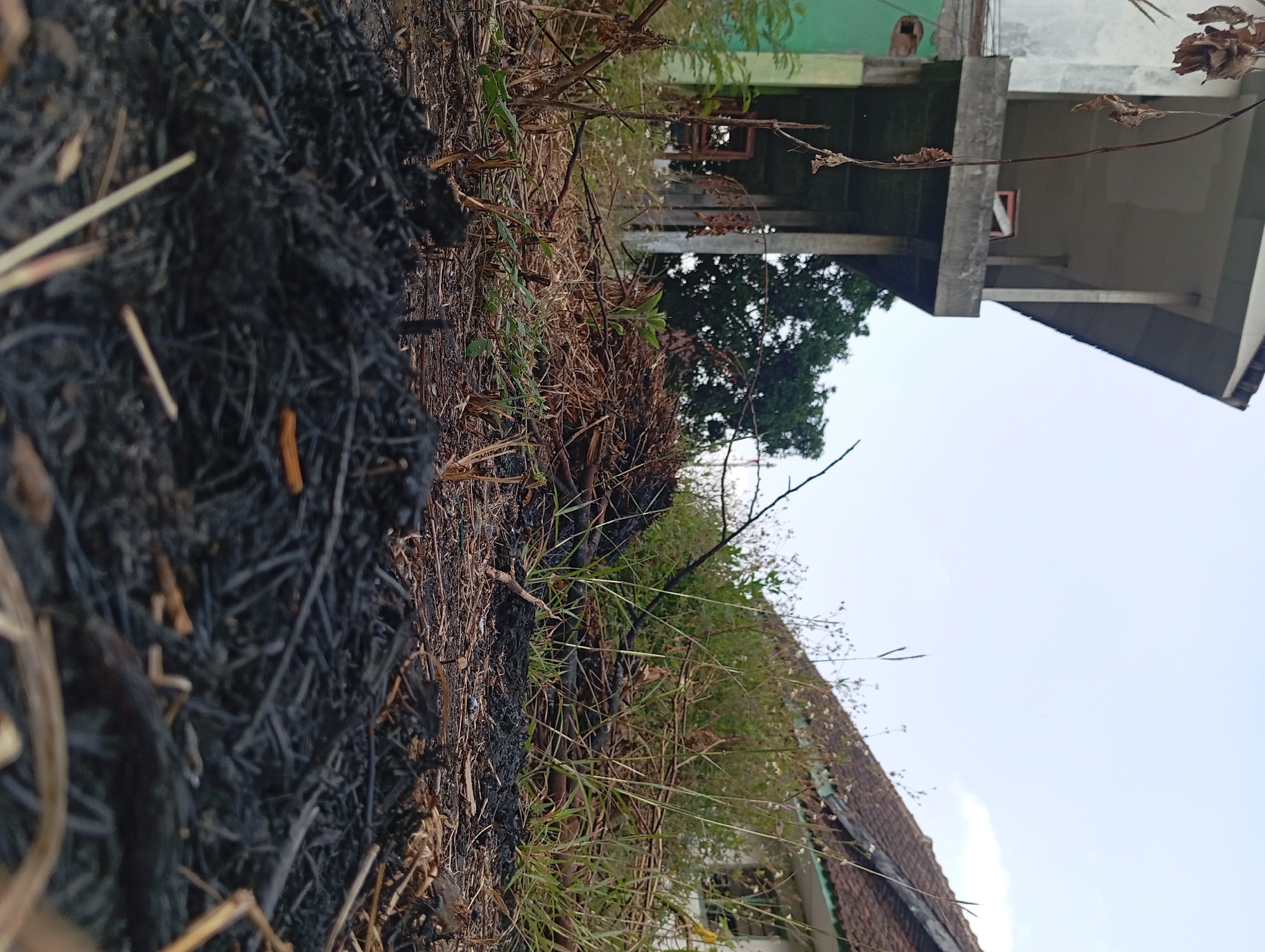 The image depicts a low-angle view of a patch of burnt vegetation and ash in the foreground. In the mid-ground, there are piles of dried branches and tall grass. In the background, two unfinished or abandoned buildings are visible. The building on the left is a multi-story structure with exposed concrete and unfinished walls, painted green and white. The building on the right has a tiled roof and appears to be a residential structure. The sky is overcast with a few clouds. The scene is likely located in a rural or semi-urban area, possibly within the city of Pandaan, Indonesia, given the architectural style and vegetation. There are no people or animals visible in the image, nor any indications of recent activity other than the burnt area. The overall impression is one of neglect and abandonment.