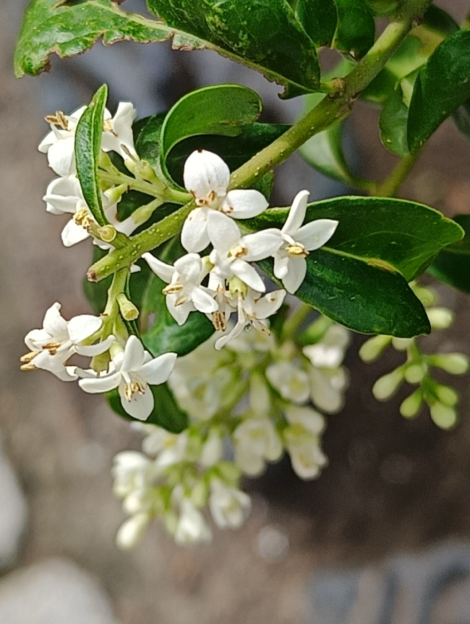 A close-up photograph displays a cluster of small white flowers on a green stem, accompanied by dark green leaves. The main focus is on the delicate flowers, which feature five distinct, oblong white petals radiating from a central point. Within each flower, yellowish-brown anthers are visible, contributing a subtle warm tone. The flowers are arranged in small bunches or inflorescences along the green stem, with some fully open and others appearing as lighter green or yellowish buds in the background, suggesting ongoing blooming.
The leaves are glossy, dark green, and ovate to elliptical in shape, providing a rich contrast to the pristine white flowers. Some leaves exhibit minor imperfections or irregular edges. The stem supporting the flowers and leaves is green and appears slightly textured. The background is softly blurred, rendering it out of focus and highlighting the plant in the foreground. The blur suggests other parts of the plant or distant ground/foliage. The lighting is bright and natural, indicating daytime, possibly under sunlight, which emphasizes the freshness and detail of the blooms. No people or text are visible in the image.