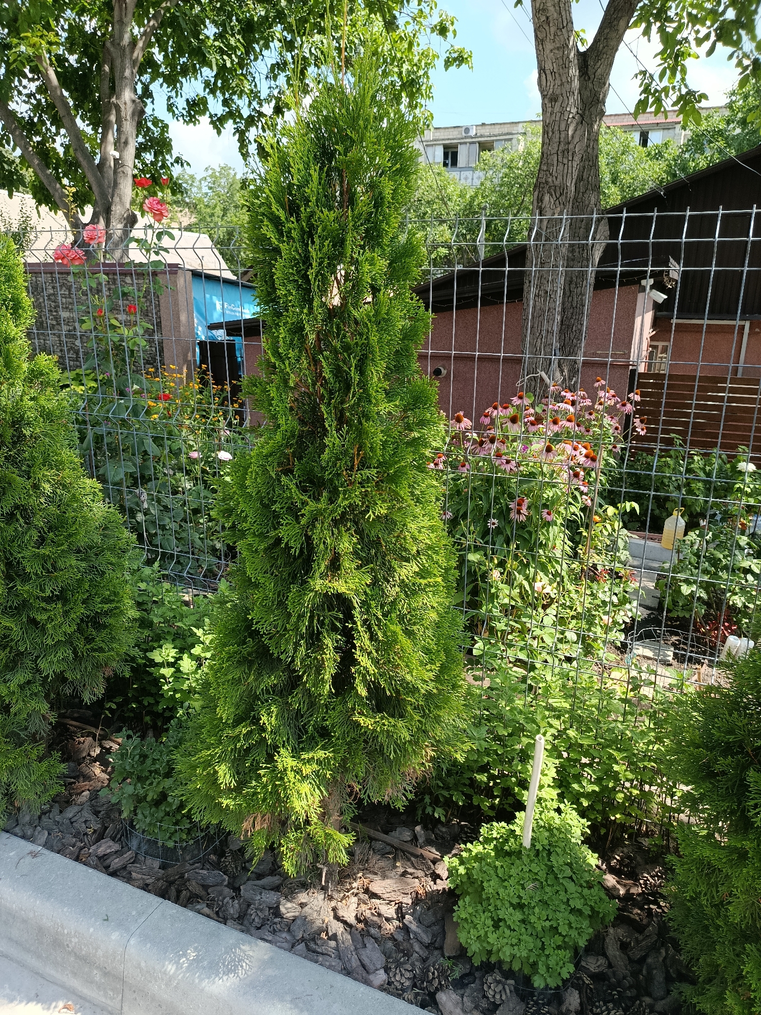 The image depicts a residential backyard in Chișinău, Moldova. A tall, conical evergreen tree stands prominently in the foreground, flanked by smaller similar trees. Beyond these trees, a metal mesh fence encloses a garden area. Several pink coneflower plants are visible, along with other greenery and some scattered pinecones and mulch. In the background, parts of buildings, including a wooden structure and a section of a larger apartment building, are visible. The sky is clear and blue. The scene suggests a well-maintained garden area adjacent to a residential property.