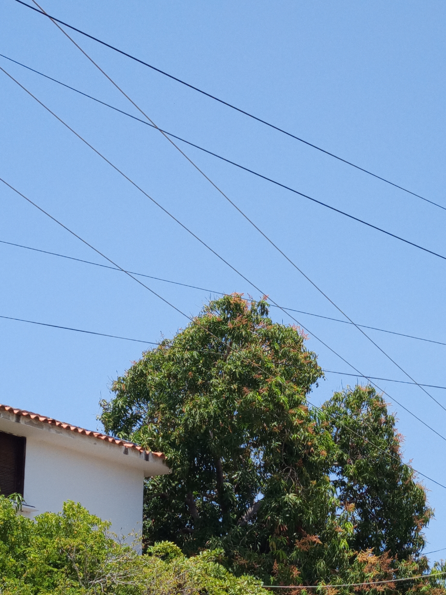The image depicts a residential scene in Porlamar, Venezuela, under a clear blue sky. A white, two-story building with a red-tiled roof and partially shuttered window is visible to the left. A large tree with green foliage and reddish-orange blossoms dominates the center. A second tree is partially visible behind it. Several power lines intersect the sky above the trees and building. No people are visible.