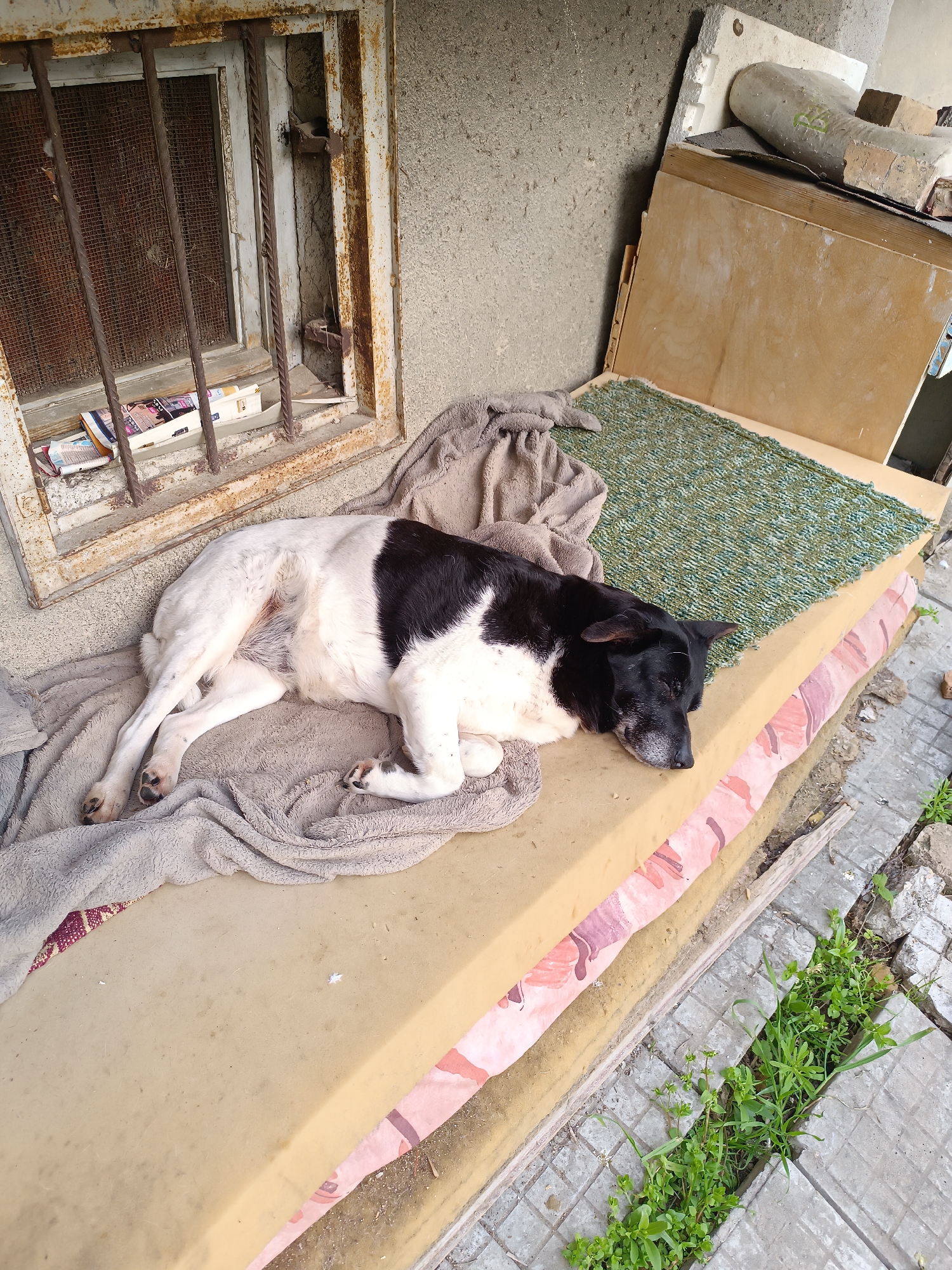 Outside a weathered building in Pleven, Bulgaria, a black-and-white dog rests on a makeshift bed. The bed consists of layers of materials: a base of what appears to be foam, a faded mattress with a pink pattern, and a green woven mat. A light brown blanket lies on top. The dog is lying on its side, with its head down. Adjacent to the bed is a sidewalk with grass growing through the cracks. To the left is a window with a rusted metal frame and bars. Debris, including boards and concrete pieces, is stacked near the right edge of the image. The building's exterior is a rough, grey texture.