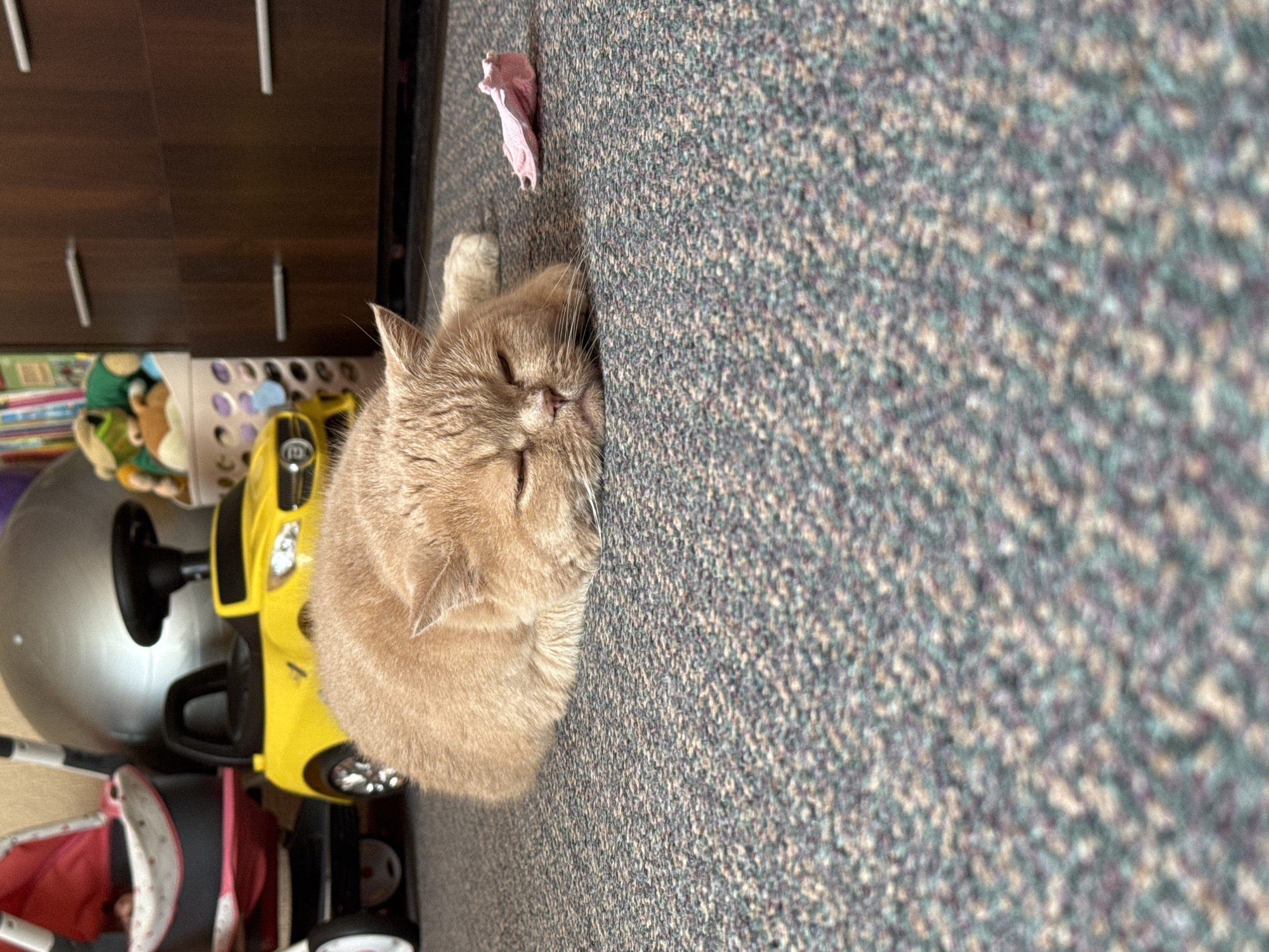 A light orange, short-haired cat is sleeping on a grey carpet. The cat is curled up with its eyes closed and its paws tucked in. In the background, there is a yellow toy car, a pink doll stroller, and a wooden dresser with drawers. A few stuffed animals are visible in a white basket to the right of the yellow toy car. A small pink item, possibly a toy or fabric scrap, is on the carpet near the cat's head.