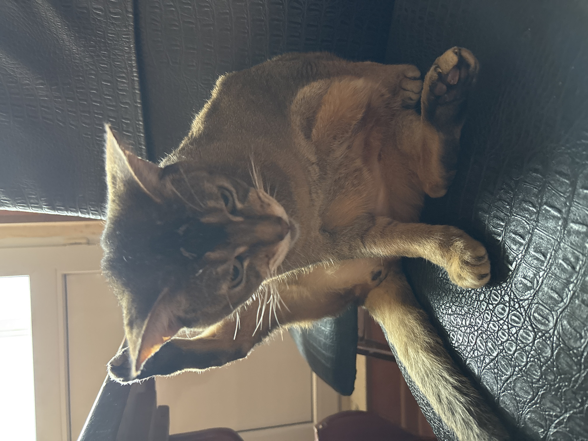 A medium-shot, eye-level, indoor photograph captures an Abyssinian cat in the process of grooming itself while seated on a black leather chair. The cat, with its characteristic ticked coat of reddish-brown and black, is positioned in the center of the frame. Its left hind leg is raised and bent, with its paw near its face, suggesting it is licking or scratching its leg. The cat's tail is curled upwards and to the left, its fur blending with the shadows. Its gaze is directed downwards, with its ears perked forward and its green eyes partially visible.
The background consists of a brightly lit window with white blinds on the left side of the image, casting a soft light that illuminates the cat's fur. To the right of the cat, the textured surface of the black leather chair is visible, with a subtle embossed pattern. A dark wooden table edge is faintly visible in the upper left corner.
The scene appears to be a domestic setting, likely a living room, though specific details about the city of Khimki, Russia, are not discernible from the provided image. The lighting suggests it is daytime. The overall mood is serene and natural, capturing a common feline behavior.