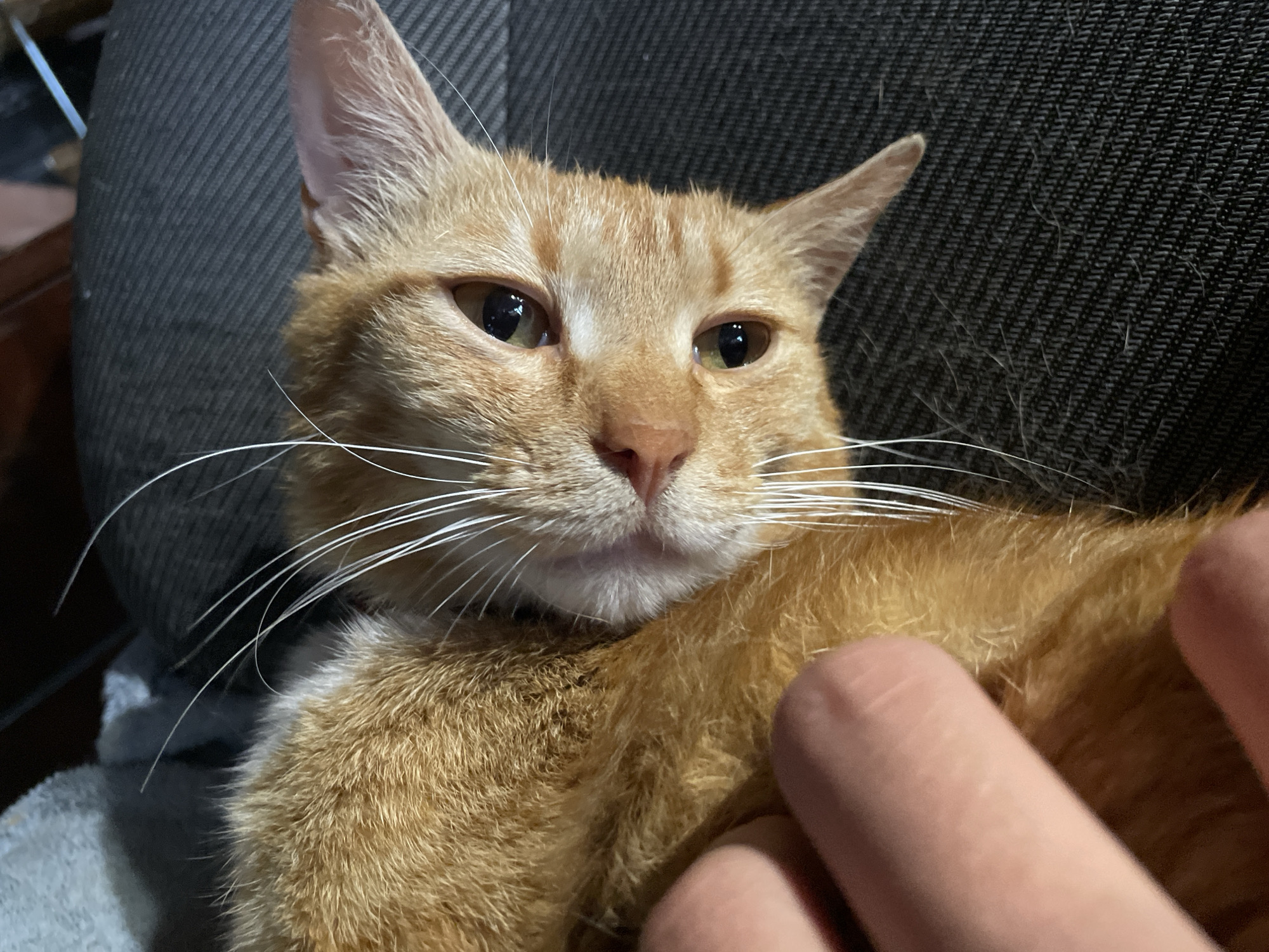 A close-up, eye-level shot focuses on the face of an orange tabby cat. The cat's eyes are open, and its gaze is directed slightly to the left of the viewer. Its whiskers are prominent and extend outward. The cat appears to be resting against a dark, textured surface, possibly upholstery. A human finger is visible in the lower right quadrant of the image, gently touching the cat's fur. The lighting is dim, creating shadows and highlighting the cat's features. The background is blurred, obscuring details of the environment. There is no discernible information or context related to Zlatograd, Bulgaria, present in the image.