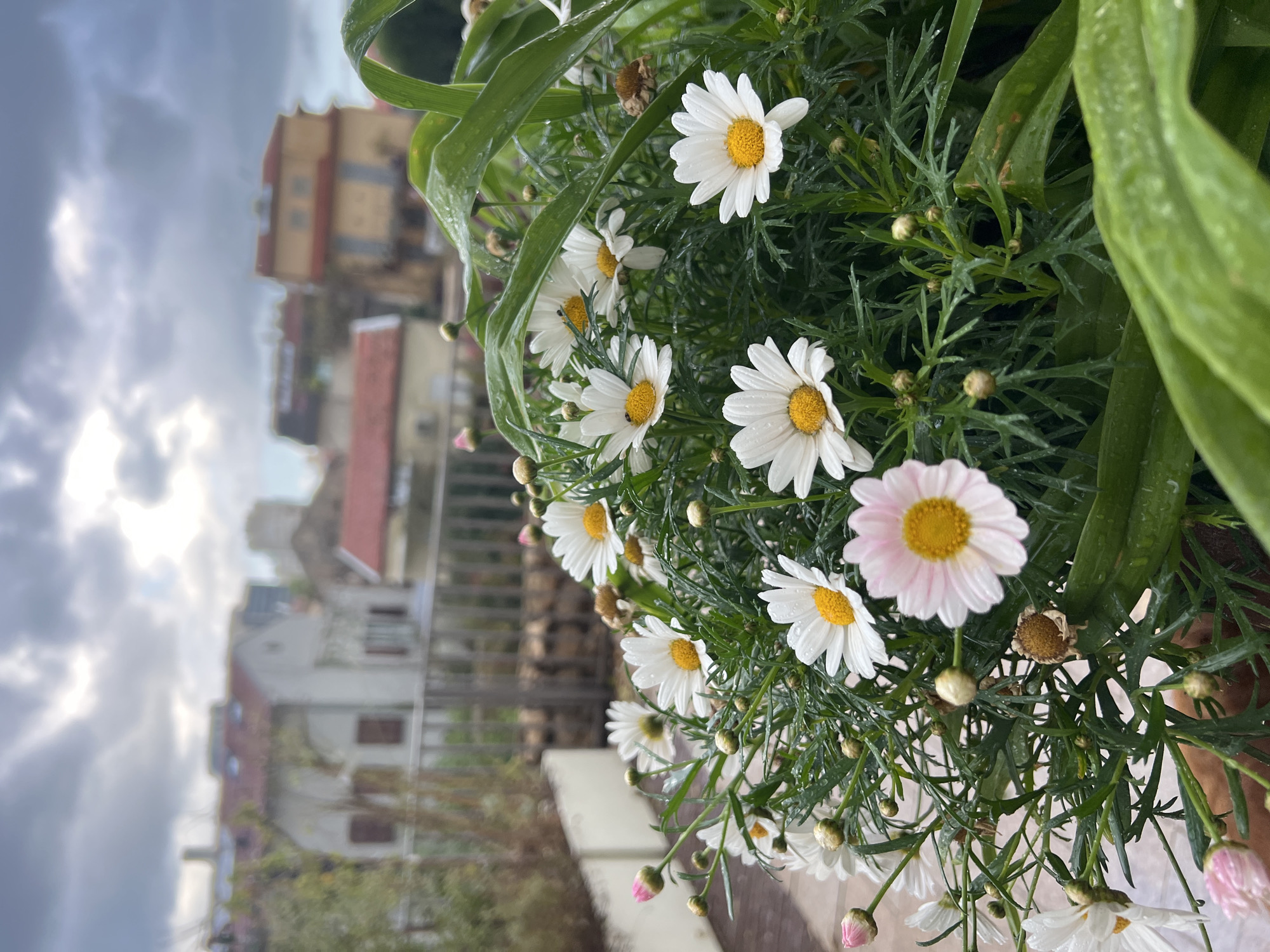 The image shows a close-up view of a potted plant with white daisy-like flowers with yellow centers, and some with pink tints. The flowers and green foliage have water droplets on them, suggesting recent rain. In the blurred background are buildings, typical of an urban setting. Based on the architectural style, it is likely in the city of Tel-Aviv, Israel. The sky is overcast.