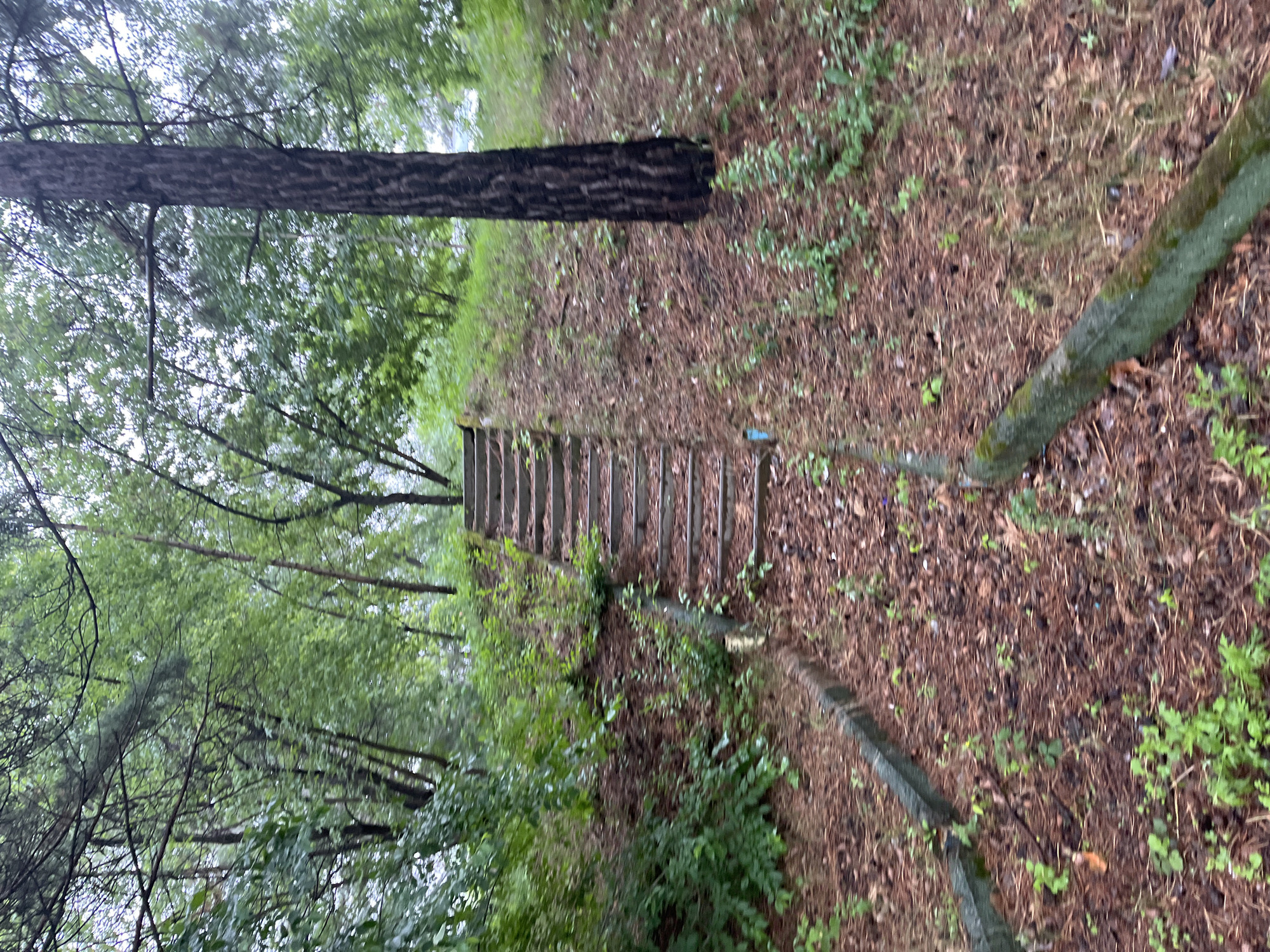 The image shows an outdoor scene with a set of concrete stairs leading up a grassy embankment in Sosnovoborsk, Russia. The stairs are lined with some sort of dark material, possibly wood or decaying concrete, and appear to be somewhat overgrown with moss and grass. The surrounding environment is heavily wooded with lush green trees and undergrowth, suggesting a natural or park-like setting. A large, dark-barked tree stands prominently to the right of the stairs. The ground is covered with pine needles and fallen leaves, indicating an autumn or late summer setting. There are no people visible in the image, and the scene appears still and undisturbed.