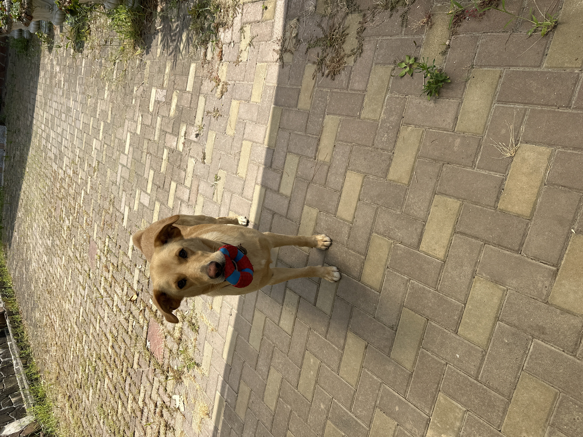 A light brown dog stands on a paved walkway, holding a red and blue toy in its mouth. The walkway is made of interlocking rectangular pavers in alternating shades of tan and brown. The dog is facing the camera, with its ears slightly perked. Sunlight casts a shadow on the right side of the walkway. In the background, a stone wall can be seen, with sparse vegetation growing alongside it. The scene appears to be outdoors, possibly in a residential area or a park. The location is identified as Sochi, Russia, though no specific landmarks are visible to confirm this.