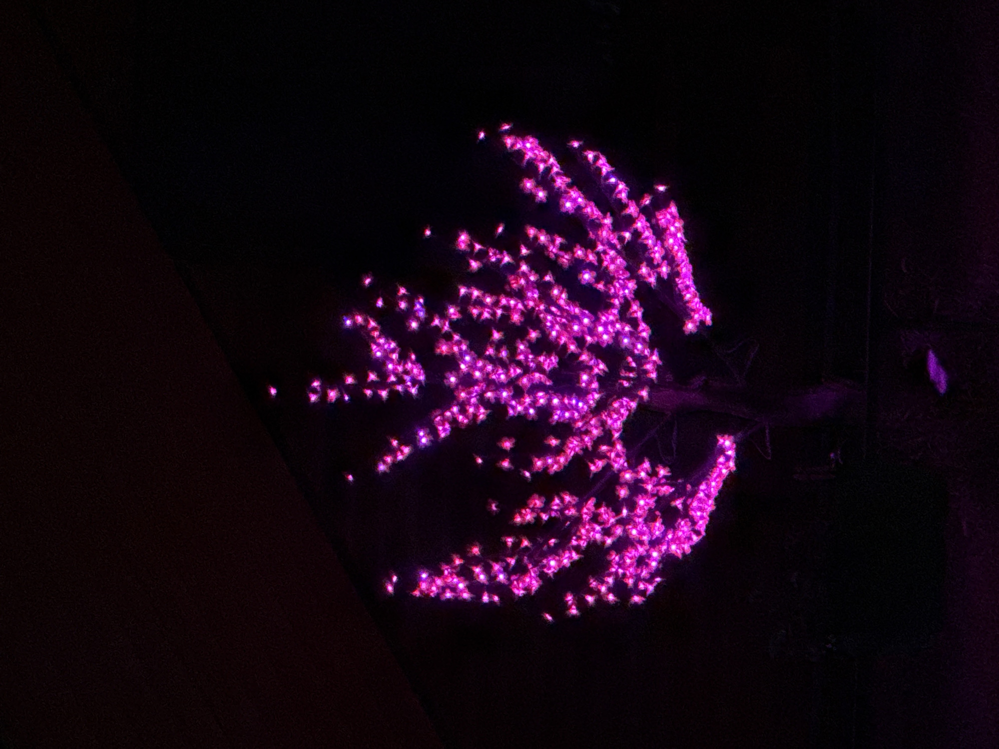 A vibrant pink, artificial tree illuminated by numerous small lights stands against a dark background. The tree's branches are densely covered with these lights, creating a radiant, glowing effect. The background appears to be a dark, possibly outdoor, environment with a diagonal line dividing the upper portion from the lower portion, suggesting an overhead structure or landscape feature. The scene is set in Zharbulak, Kazakhstan.