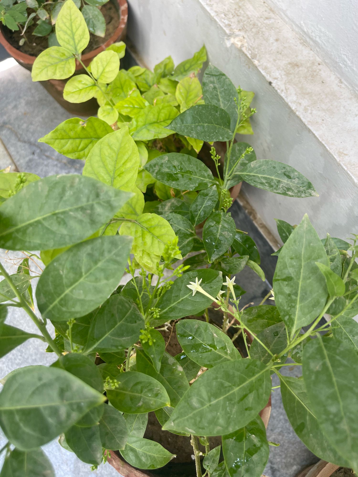 The image shows a close-up view of potted plants, specifically focusing on the foliage and some small white flowers. The plants are a vibrant green, with some leaves exhibiting a lighter, yellowish hue. The leaves are ovate and appear to have a slightly glossy texture. Small buds and delicate, star-shaped white flowers are visible on some of the stems. The plants are situated in terracotta-colored pots, one of which is partially visible in the lower right corner. The background consists of a light-colored, possibly concrete surface, and a wall that appears to be slightly textured and weathered. The overall scene suggests an outdoor setting, possibly a balcony or a garden area. No people are present in the image, and no specific identifiable landmarks are visible that would pinpoint the location to Karachi Division, Pakistan.
