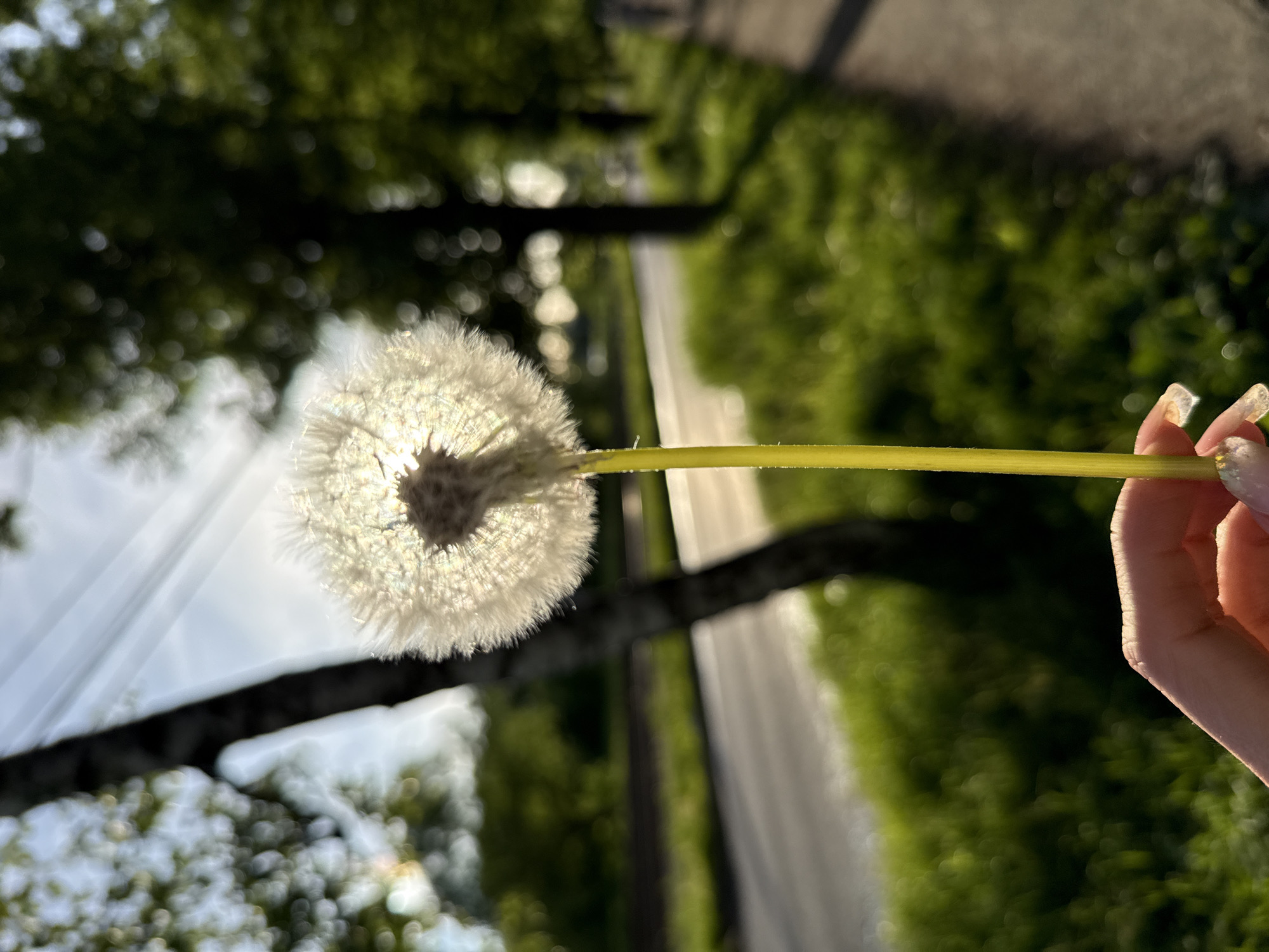 A low-angle shot shows a hand holding a dandelion seed head against a blurred background of trees and a road. The sun is behind the dandelion, illuminating its delicate structure. The hand appears to be female, with long nails. The road suggests an urban or suburban environment, where the greenery and a paved path create a blend of nature and infrastructure. The background is not sufficient to establish a specific location, such as Rusanovo, Russia.