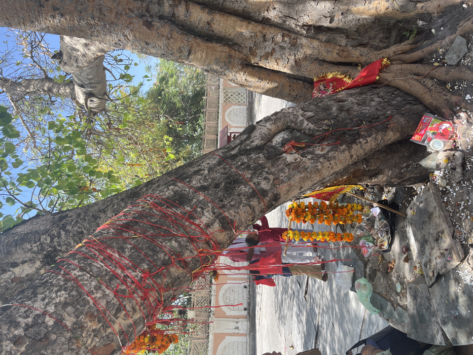 The image shows a large tree trunk in a courtyard located at 30.722, 76.862 in Panchkula, India. The trunk is wrapped with red string and decorated with garlands of orange and yellow flowers. A small shrine is at the base of the trunk, with several offerings laid out in front of it. There are two adults and a child in the background, all wearing traditional Indian clothing. They appear to be walking away from the tree.  The ground is covered in small white pieces of paper and petals. The courtyard walls are visible in the background.  The sky is blue with white clouds.