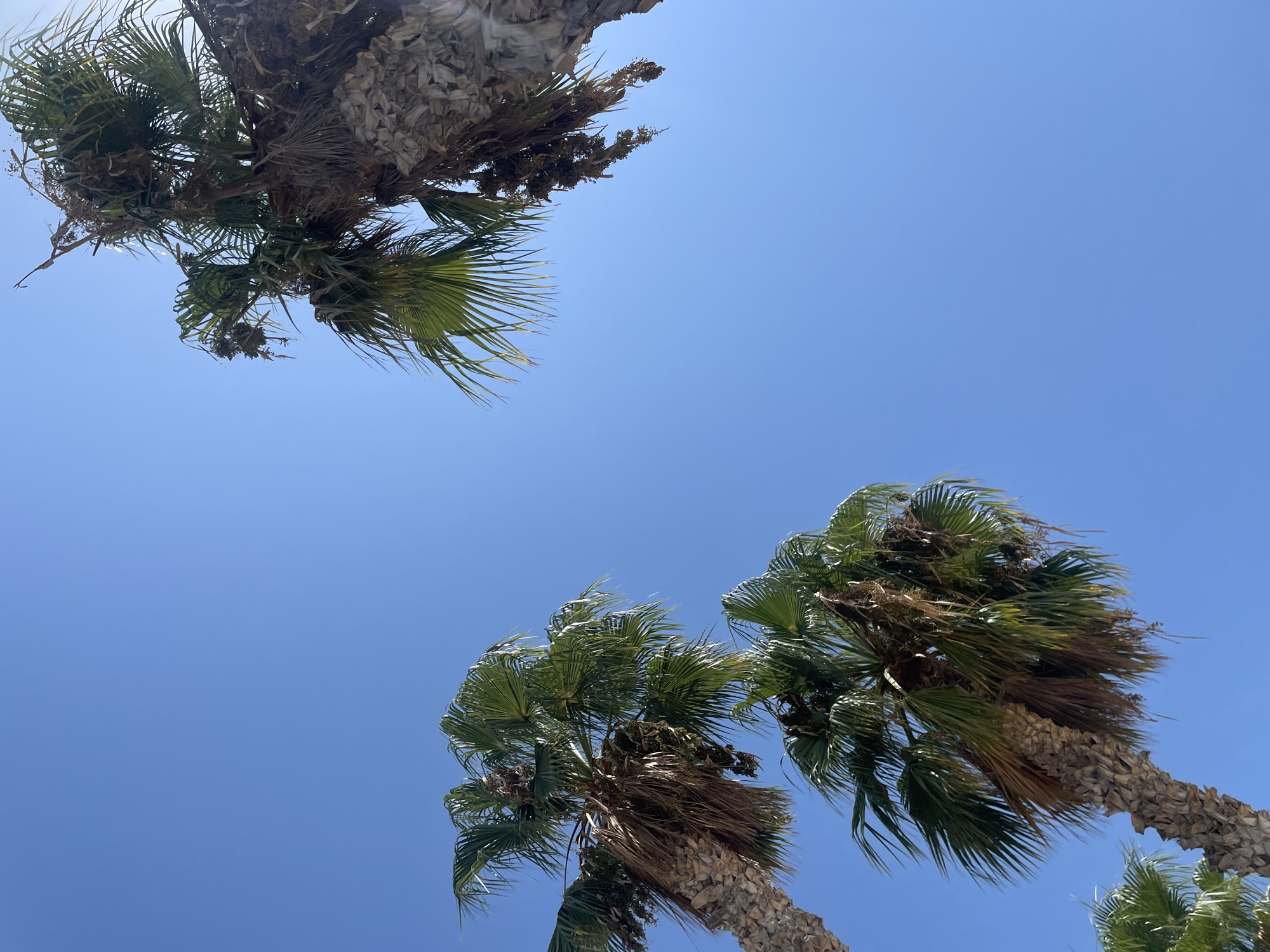 The image captures a clear, bright blue sky with three palm trees visible from a low angle, looking upwards. The palm trees are the dominant subjects, with their rough, textured trunks and lush green fronds reaching towards the sky. The scene suggests a warm, sunny day, likely in a tropical or subtropical location. The image appears to have been taken in Almuñécar, Spain, a coastal town known for its palm-lined streets and Mediterranean climate.