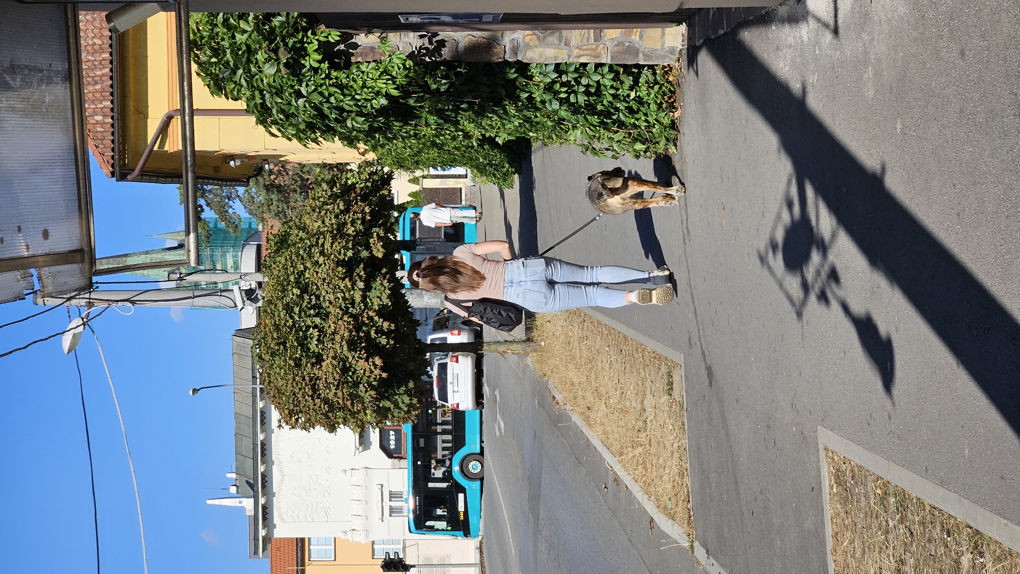 A young woman with long brown hair is walking a medium-sized dog on a leash along a sidewalk in Prešov, Slovakia. The woman is wearing a light-colored t-shirt and light blue jeans, and she is carrying a black tote bag over her shoulder. The dog appears to be a mixed breed with brown and black fur. The sidewalk is paved and bordered by a dry, grassy area on one side and a building with green ivy covering its facade on the other. Across the street, there is a blue bus, a white van, and other buildings, including a church with green spires in the background. The sky is clear and blue. The scene is illuminated by bright sunlight, casting long shadows on the sidewalk.
