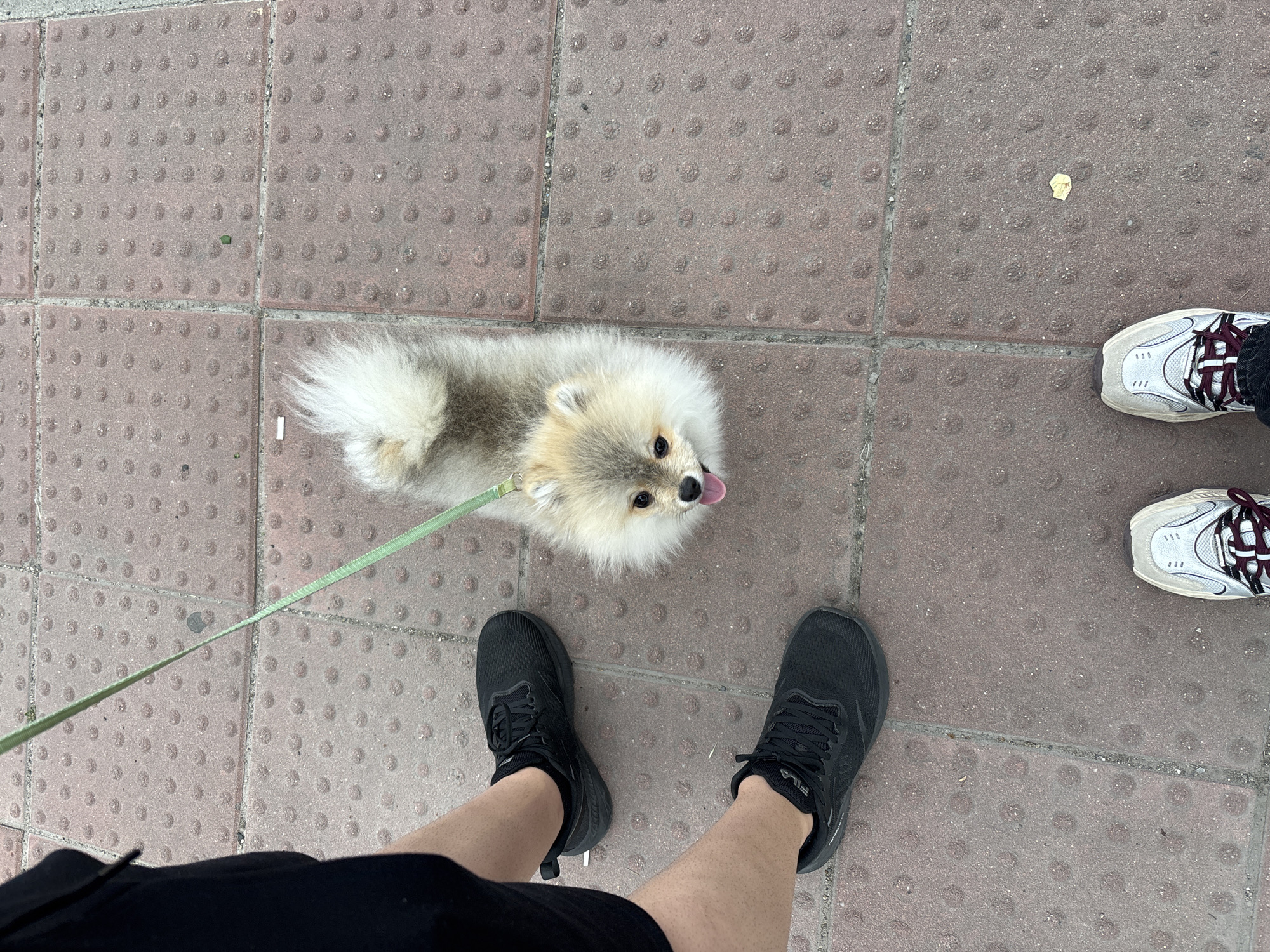 A high-angle shot on a sidewalk of textured, reddish-brown concrete squares depicts two people's feet and a leashed dog. One person's feet are shod in black athletic shoes, and their legs are pale. The second person's feet are shod in light-colored sneakers with maroon laces. Between the two pairs of feet is a small, light brown and white Pomeranian dog, its tongue sticking out. A light green leash extends from the dog to the left side of the frame. A small, yellow object is also on the sidewalk, near the person with the light-colored sneakers. The location is presumed to be Plovdiv, Bulgaria, based on the prompt, but there is no visible evidence in the image to confirm this.