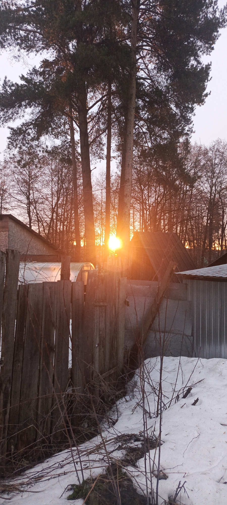 The image depicts a winter scene, likely at sunset or sunrise, near Chaikovsky, Russia. Foreground elements include a weathered wooden fence, partially obscured by dry twigs and branches, and a snow-covered ground. Beyond the fence, there is a greenhouse-like structure with a translucent roof. Behind that, a cluster of tall trees with bare branches and pine trees is backlit by a bright, orange sun, which filters through the foliage and structures. In the mid-ground, there is also a shed with a metal exterior. Other structures, potentially houses or outbuildings, are visible through the branches. The overall tone of the image suggests a rural or suburban area with a mix of natural and man-made elements.
