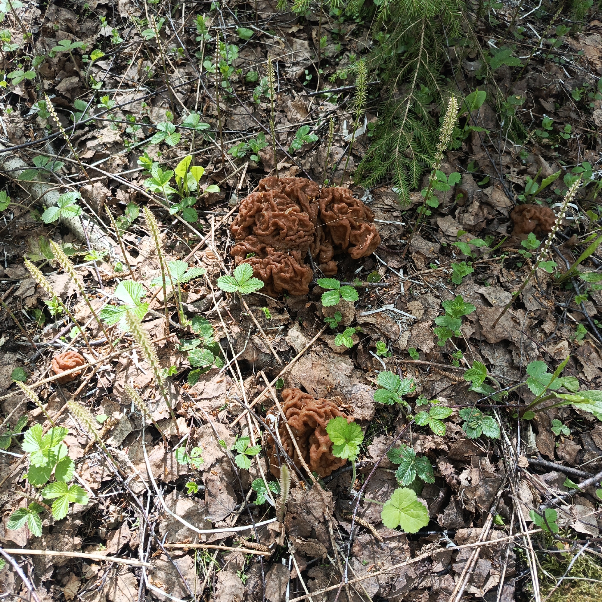The scene depicts a forest floor covered in fallen leaves, small green plants (possibly wild strawberries), twigs, and pine needles. Two specimens of mushrooms, characterized by a convoluted, brain-like appearance, are visible. One is positioned in the center of the frame, while the other is in the lower portion. The location is possibly in the vicinity of Markovo, Russia. A small evergreen branch is visible at the upper right.