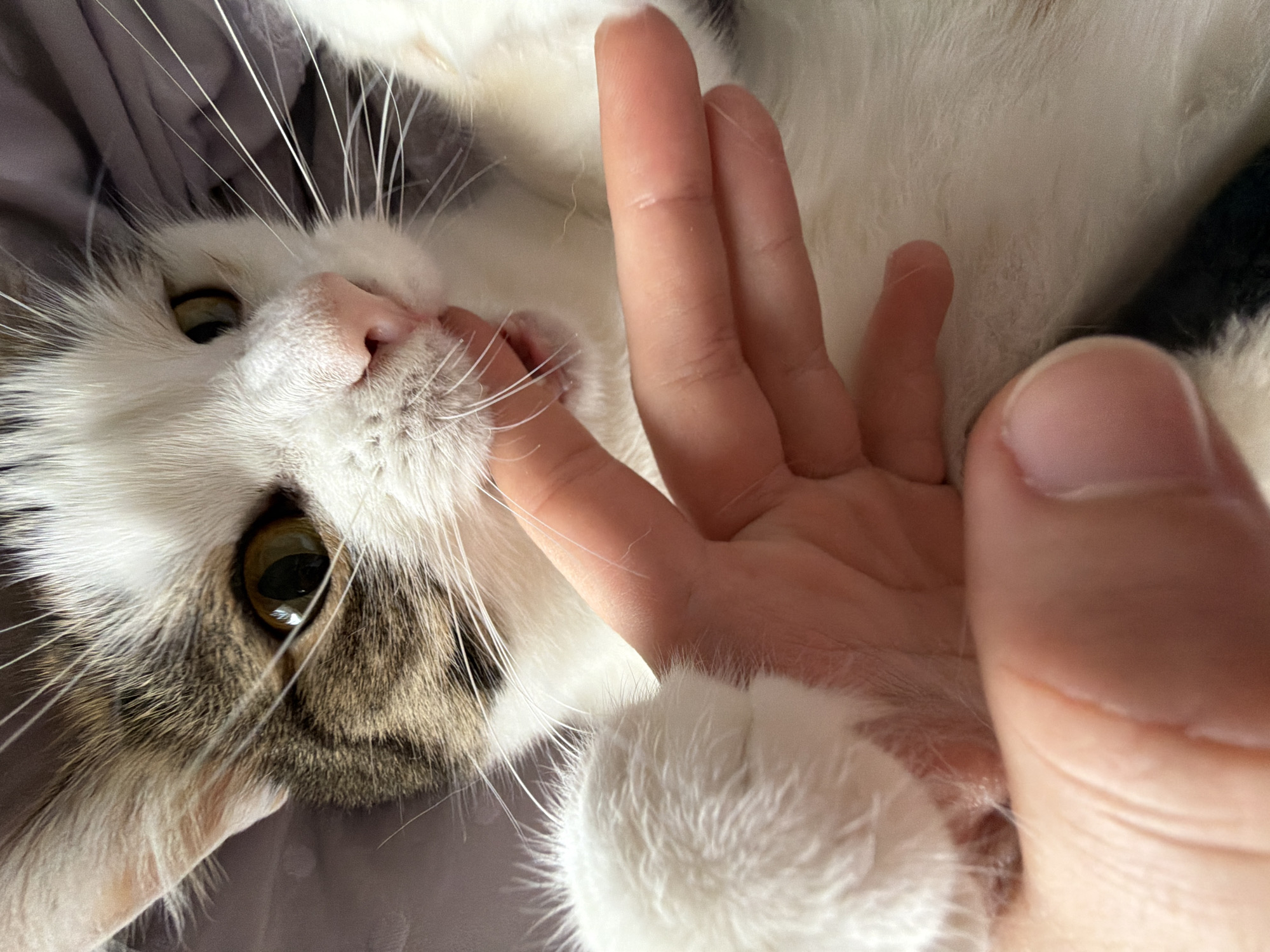 In Kolichyovo, Russia, a domestic cat is captured in a close-up, horizontal, eye-level shot. The cat, primarily white with brown tabby markings on its head and left ear, is positioned on a muted purple, possibly fabric, surface. The feline's face is partially obscured by a human hand, with its paw resting on the fingers and its mouth gently nipping at a finger. The cat's amber eyes are alert and focused. The lighting is soft, creating a warm and intimate atmosphere. The overall impression is one of playful interaction between the cat and its owner.