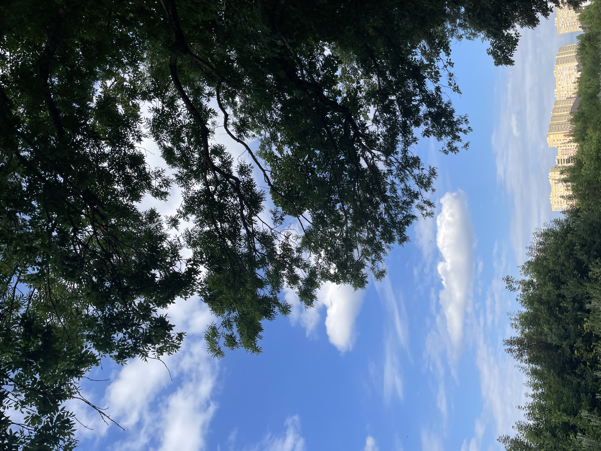 The image, taken on an overcast day, displays a sky with scattered white clouds against a bright blue backdrop. Lush green trees, with some branches reaching into the frame, dominate the upper and middle sections of the image, partially obscuring the sky. In the lower portion, a dense line of trees stretches horizontally, with the tops of several multi-story buildings, characterized by their light-colored facades, visible above the foliage in the distance. These buildings suggest an urban environment, likely a residential area. The scene appears to be a view from a park or a green space looking towards apartment buildings, possibly in Stavropol, Russia, given the context. No people or overt actions are depicted.