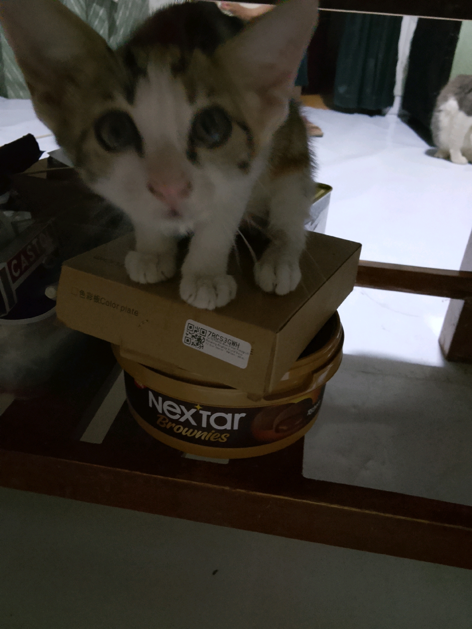 A kitten is on top of a box, which is on top of a container of Nexter Brownies. The box is labeled "Color plate". The kitten has white, brown, and black markings. The Nexter Brownies container is yellow and black. In the background, another cat, a white and grey cat, is sitting. The scene is indoors, with a tiled floor and some wooden furniture. The lighting is dim. There are no people visible in the image. This scene is not in the city of Cirebon, Indonesia.