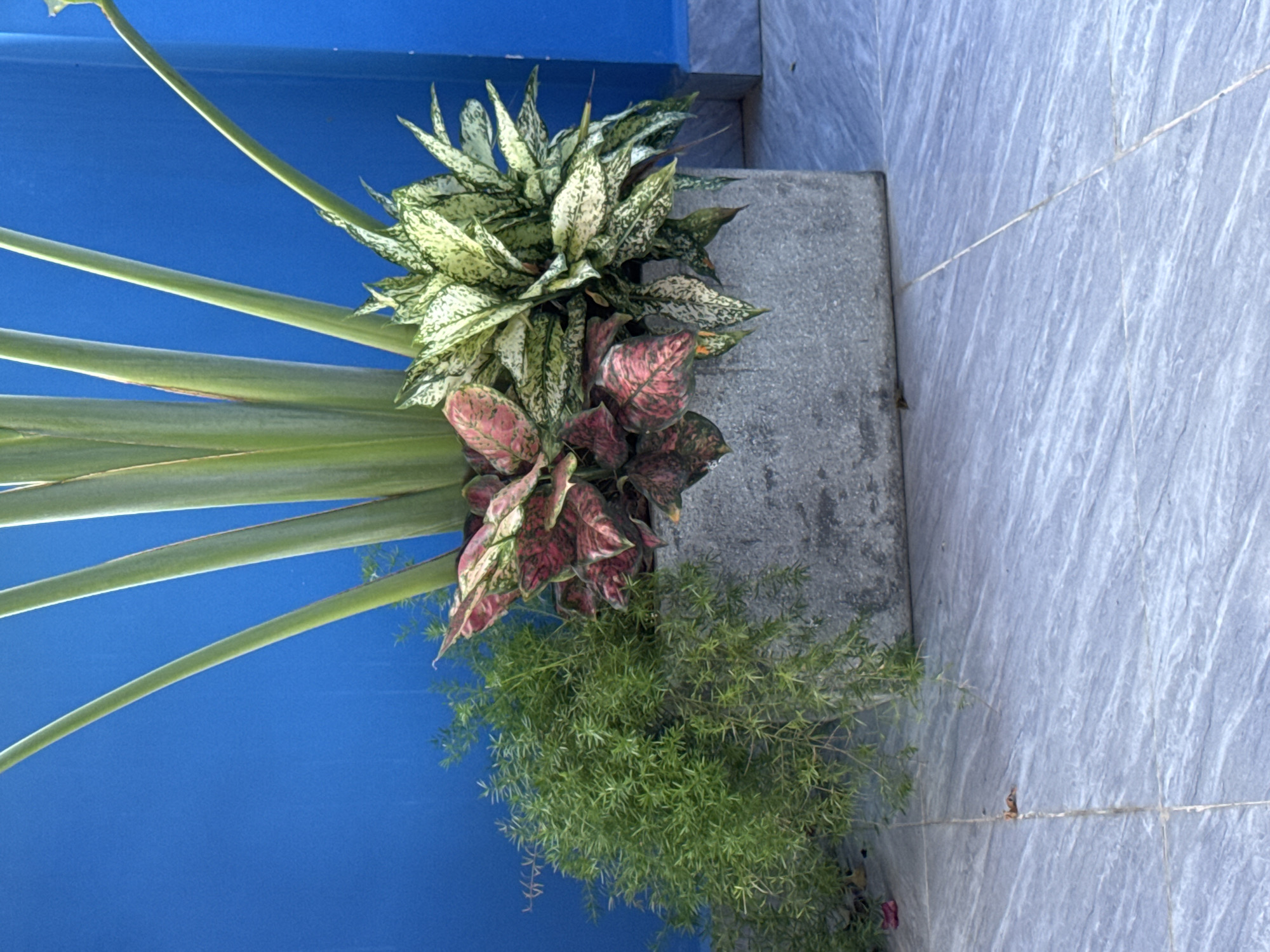 In Đà Nẵng, Vietnam, on a tiled outdoor floor with a blue wall in the background, a square concrete planter holds an arrangement of plants. The planter is positioned in the lower center of the image. The plants include tall, upright green stalks, a bushy plant with delicate green fronds cascading over the side, and two types of foliage with pink and white variegated leaves. The blue wall serves as a solid backdrop, and the grey, textured tiled floor occupies the foreground. The lighting suggests it is daytime, with shadows indicating the sun is to the right of the frame.