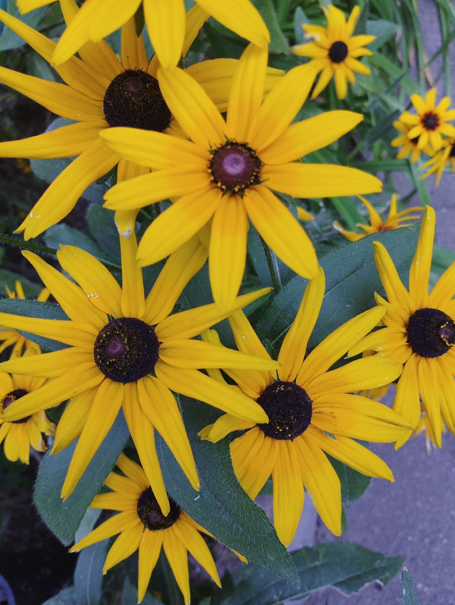 A close-up, overhead shot displays a cluster of bright yellow rudbeckia flowers, also known as black-eyed Susans, with dark brown centers. Several of the flowers are in full bloom, while others are partially visible or in the background. The petals are elongated and pointed, radiating outwards from the central disk. Green foliage and leaves are interspersed among the flowers, providing a natural, garden setting. The background appears to be a mix of darker green leaves and a textured, grayish-purple surface, possibly a path or paved area. The lighting suggests an outdoor scene, likely during daylight hours. No people are present in the image.