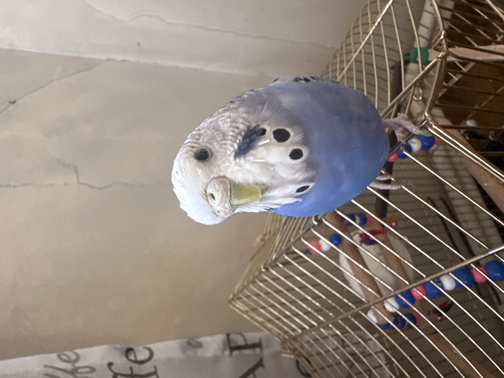 An eye-level, medium shot captures a single budgerigar perched on the top of a brass birdcage. The budgie, primarily blue with white and black markings, faces the camera with its head tilted to the left. Its beak is a bright yellow, and its eyes are dark and round. The background consists of a beige wall with some light gray or white marble-like patterns. To the left of the budgie, a portion of a white cloth with dark gray text is visible. The birdcage is adorned with wooden perches strung with colorful beads in red, white, and blue. The lighting is moderate, casting soft shadows and highlighting the textures of the bird's feathers and the cage. The setting appears to be indoors, possibly a domestic environment.