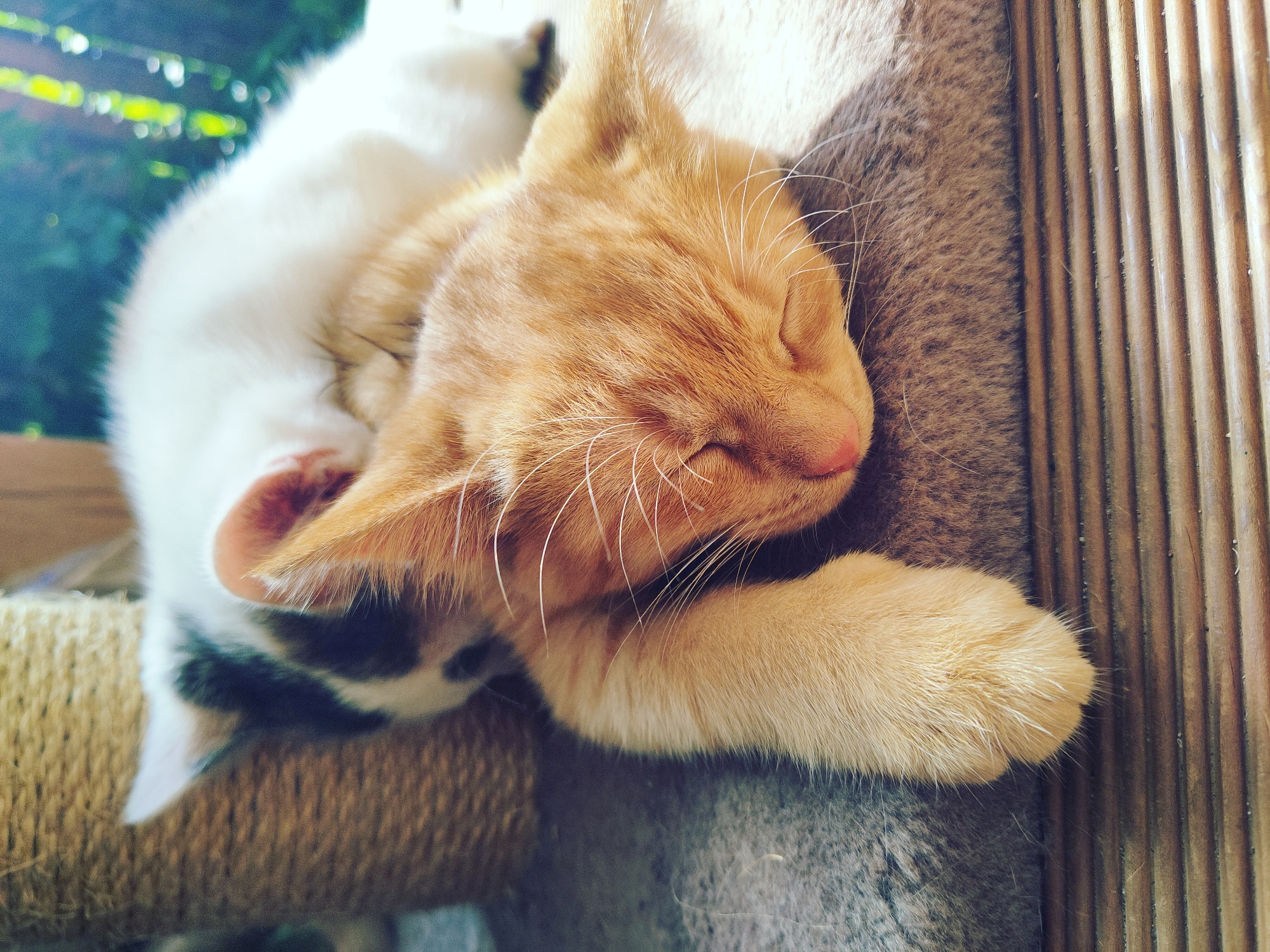 Two kittens, one ginger and one white with black patches, are sleeping curled up together. The ginger kitten is in the foreground, with its head resting on its paws. Its eyes are closed, and its pink nose is visible. The white and black kitten is behind it, also sleeping. They appear to be on a textured, grey surface, possibly a cat bed or a mat, which is placed on a slatted wooden surface. In the background, a portion of a scratching post wrapped in rope is visible, and out-of-focus greenery suggests an outdoor setting. The lighting indicates it is daytime, with sunlight casting shadows and creating bright highlights. There is no indication of the location in Vilnius, Lithuania.