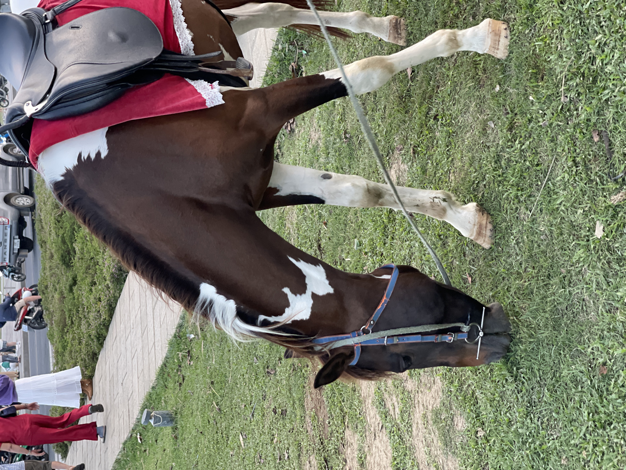 The scene captures a brown and white horse grazing on a grassy area. The horse is saddled and wearing a bridle, indicating it is domesticated and used for riding. A small crowd of people, including some dressed in red, are visible near a paved pathway adjacent to the grass. Cars and motorcycles are parked along the side of the path. The location is Da Lat, Vietnam.