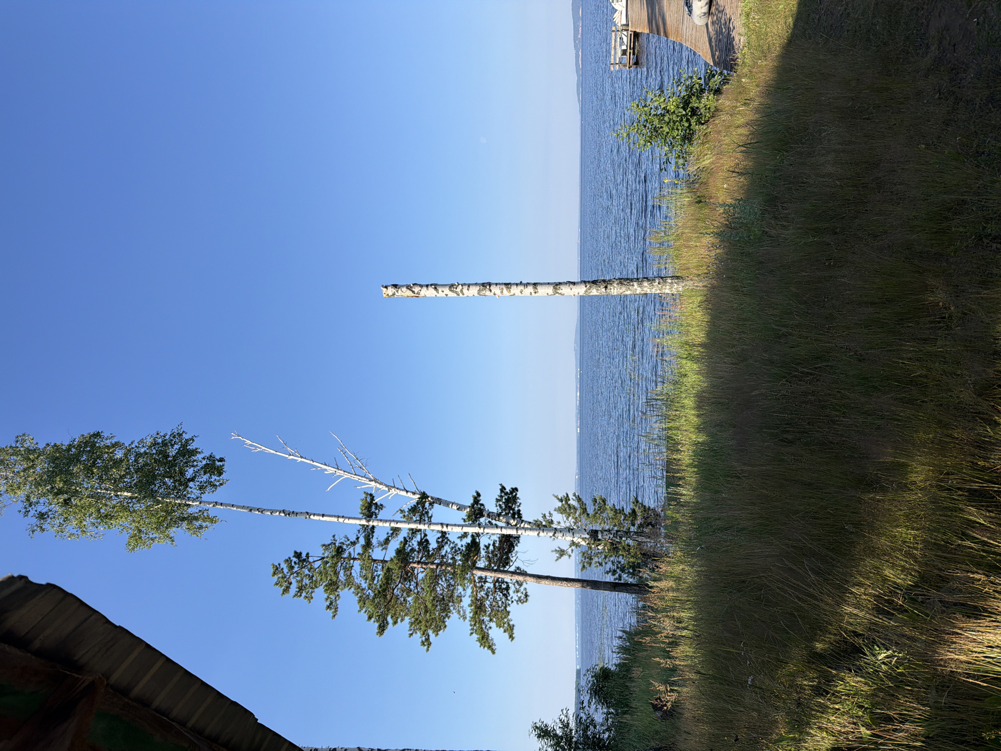 The image depicts a serene waterscape under a clear blue sky. In the foreground, tall, dry grass and shadows from overhead structures dominate the lower portion of the frame. To the left, the dark, angled roof of a building partially obscures the view. A line of trees, including pine and birch, stands along the grassy bank, their reflections faintly visible in the water.
The middle ground is occupied by a wide expanse of blue water, with ripples suggesting a gentle breeze. In the distance, the horizon is marked by faint, low-lying landforms. On the right side of the frame, a wooden pier extends into the water, with a small boat docked at its end. A singular, tall, stripped birch tree trunk stands prominently in the center of the frame, planted in the grassy area near the water's edge.
The overall impression is one of a tranquil summer day in a rural or semi-rural setting, possibly a lakeside or riverbank. The location is identified as Stepanovo, Russia. There are no people visible in the image.