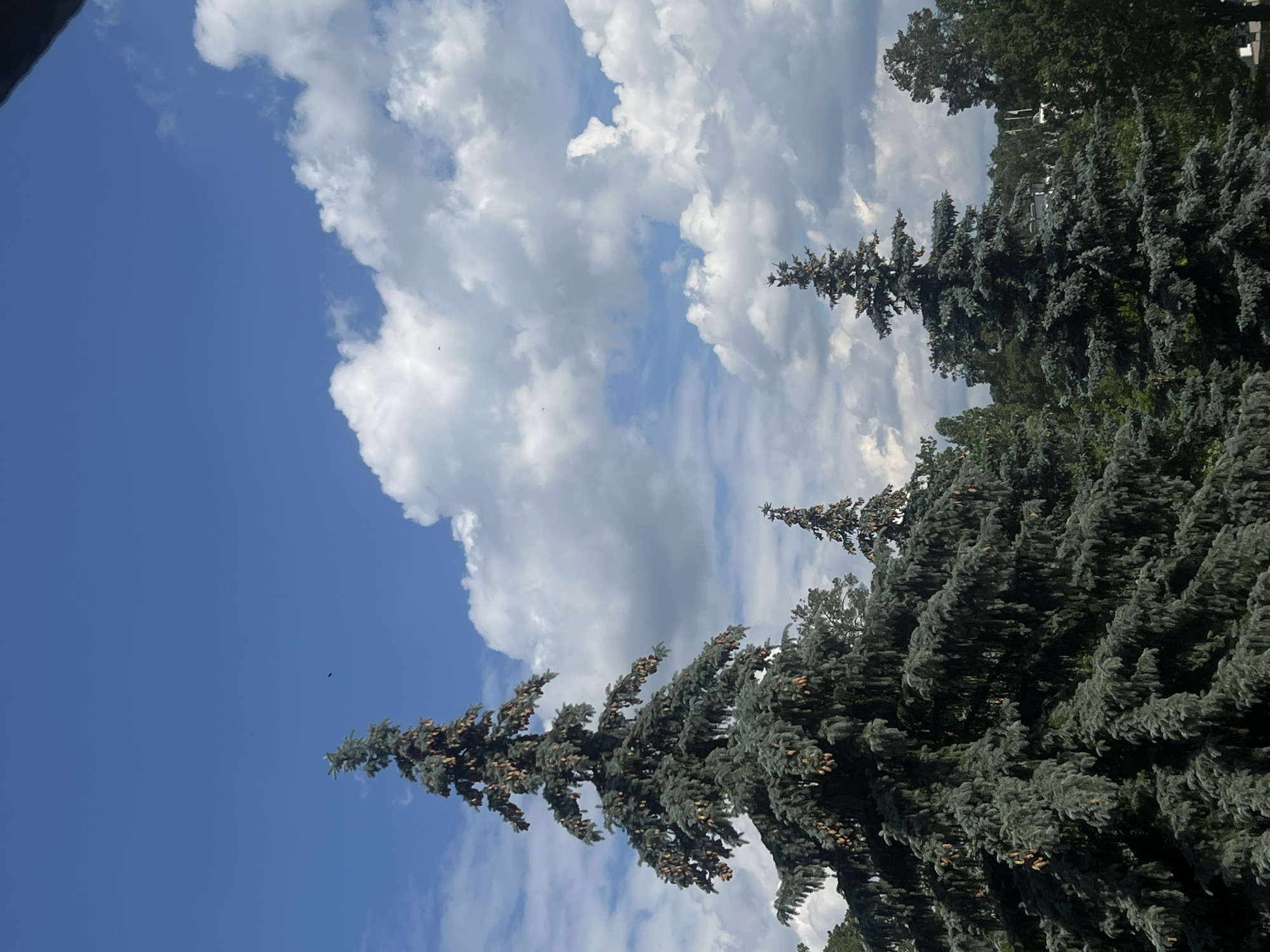 A medium shot captures a cluster of mature blue spruce trees against a bright blue sky dotted with fluffy white cumulus clouds. The trees, characterized by their dense, blue-green needles and numerous visible cones, dominate the foreground and midground. The leftmost tree is the largest and most prominent, its branches laden with cones extending towards the viewer. To its right, two smaller blue spruce trees are visible, as are other deciduous trees further in the background, their green foliage creating a lush canopy. The sky is clear and bright, suggesting a daytime scene, possibly late spring or summer. The image appears to be taken from an elevated viewpoint, looking slightly upwards towards the sky. No people or animals are visible. The environment suggests a park, a large garden, or a natural setting within a populated area.