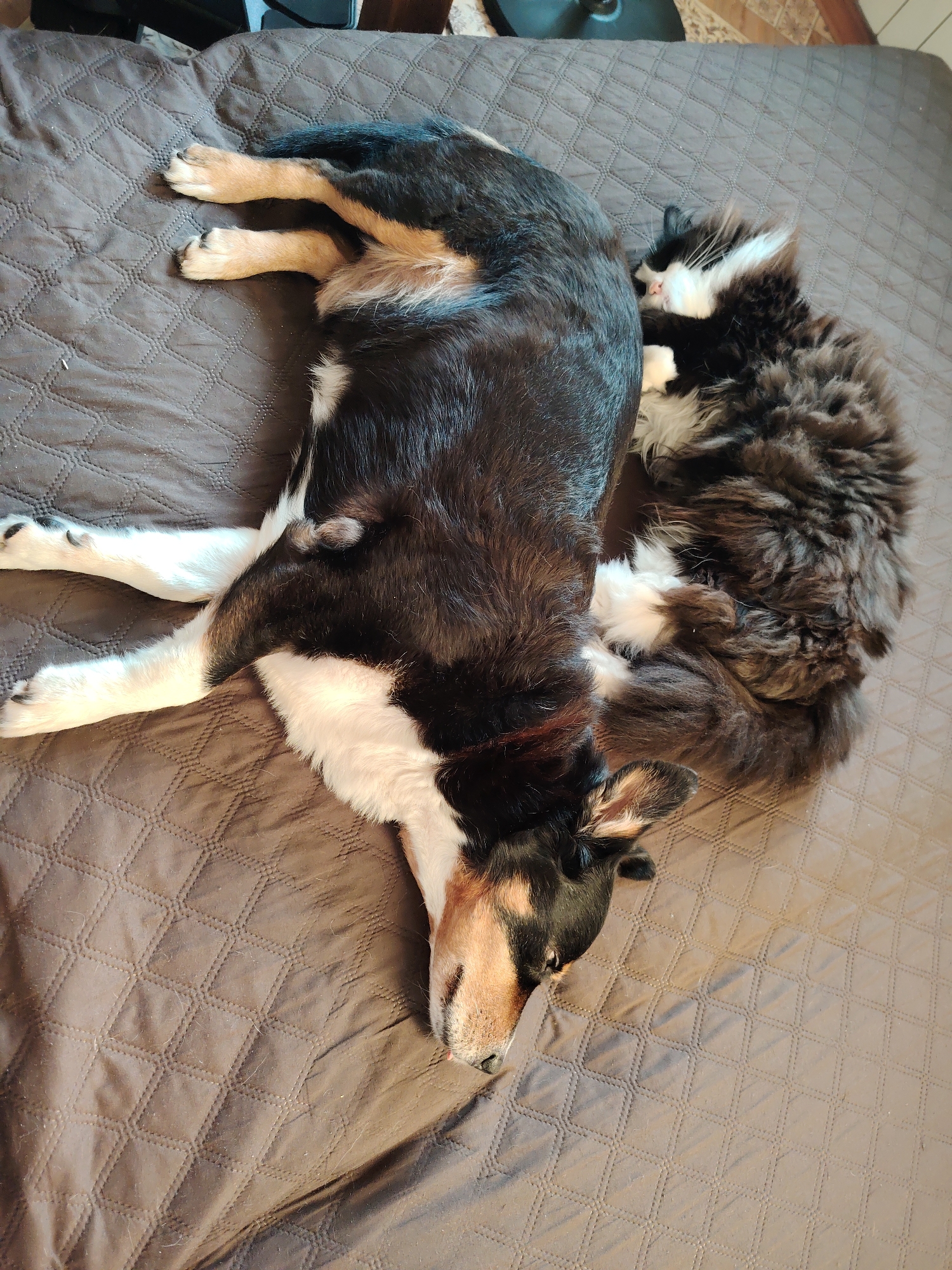 The image shows two pets, a dog and a cat, sleeping together on a brown quilted blanket. The dog is larger and lies stretched out, with its head resting near the cat. The cat, with black and white fur, is curled up beside the dog, appearing to be using the dog for warmth. The background is out of focus but appears to be an indoor setting with furniture. The image does not provide any information about the city of Kemerovo, Russia, or any other specific location.