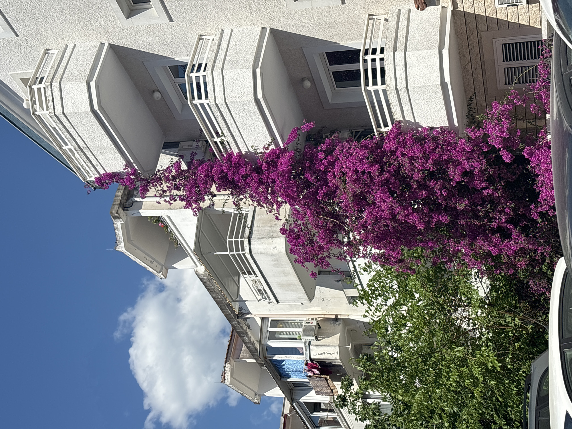 The image captures a building in Budva, Montenegro, adorned with vibrant purple bougainvillea cascading from multiple balconies. The building is white, featuring angular balconies with white railings and rectangular windows with dark frames. The bougainvillea is dense and covers a significant portion of the facade. A partial view of a tree with green leaves is visible in the foreground. A partial view of a vehicle is visible in the right foreground. The sky is blue with scattered white clouds. Clothing is hanging on one of the lower balconies.