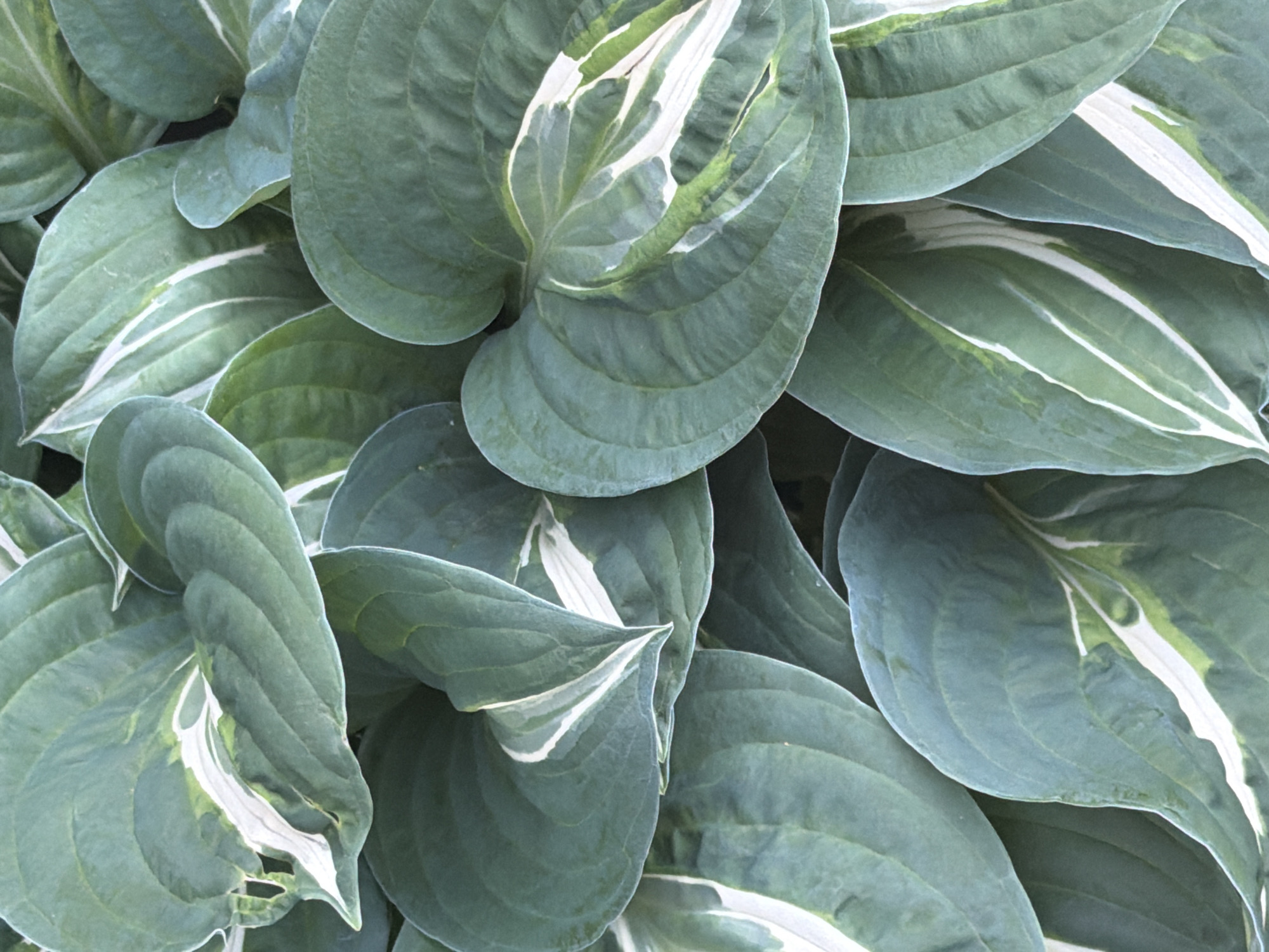The image displays a dense cluster of overlapping, broad, heart-shaped leaves, filling the entire frame from a top-down perspective. The primary color of the leaves is a deep, muted blue-green, with several leaves exhibiting striking variegation. This variegation manifests as irregular, prominent streaks and patches of stark white and lighter lime green, primarily concentrated along the central vein and radiating outwards. The leaf surfaces show distinct parallel venation, creating a slightly corrugated or ribbed texture. Some areas of the darker green foliage have a subtle glaucous, powdery coating. The leaves are densely packed, with varying sizes and orientations, creating a layered, organic pattern. There are no other objects, structures, or individuals visible within the frame. The lighting appears soft and even, highlighting the textural and color variations of the foliage. The specific location in the city of Saint Petersburg, Russia, cannot be determined from the visual content of this image.