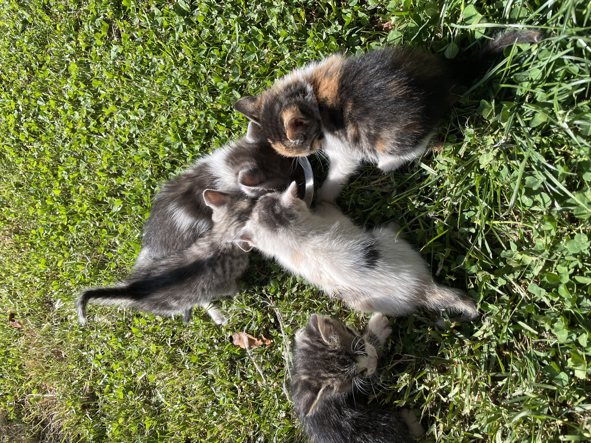 Four small kittens are observed outdoors in a sunlit grassy area in Danilovgrad, Montenegro. Three of the kittens are gathered closely around a small, metallic feeding bowl, their heads bowed as they appear to be eating or drinking. The kitten at the top right is a calico or tortoiseshell, featuring patches of dark grey, white, and orange-brown fur. To its left, another kitten with grey and white tabby markings is also focused on the bowl. A third kitten, predominantly white with patches of grey and black, joins them at the bowl.
A fourth kitten, a grey tabby with distinct dark stripes, lies on its side in the foreground towards the bottom of the frame, facing away from the bowl and seemingly resting. Its prominent white whiskers are clearly visible.
The setting is a vibrant green lawn, consisting of short grass and clover, illuminated by bright natural sunlight. The strong sunlight casts clear shadows, indicating a midday or early afternoon time. The overall scene conveys a sense of peaceful activity, with the kittens engaged in feeding and resting in their natural environment. There is no visible text in the image.