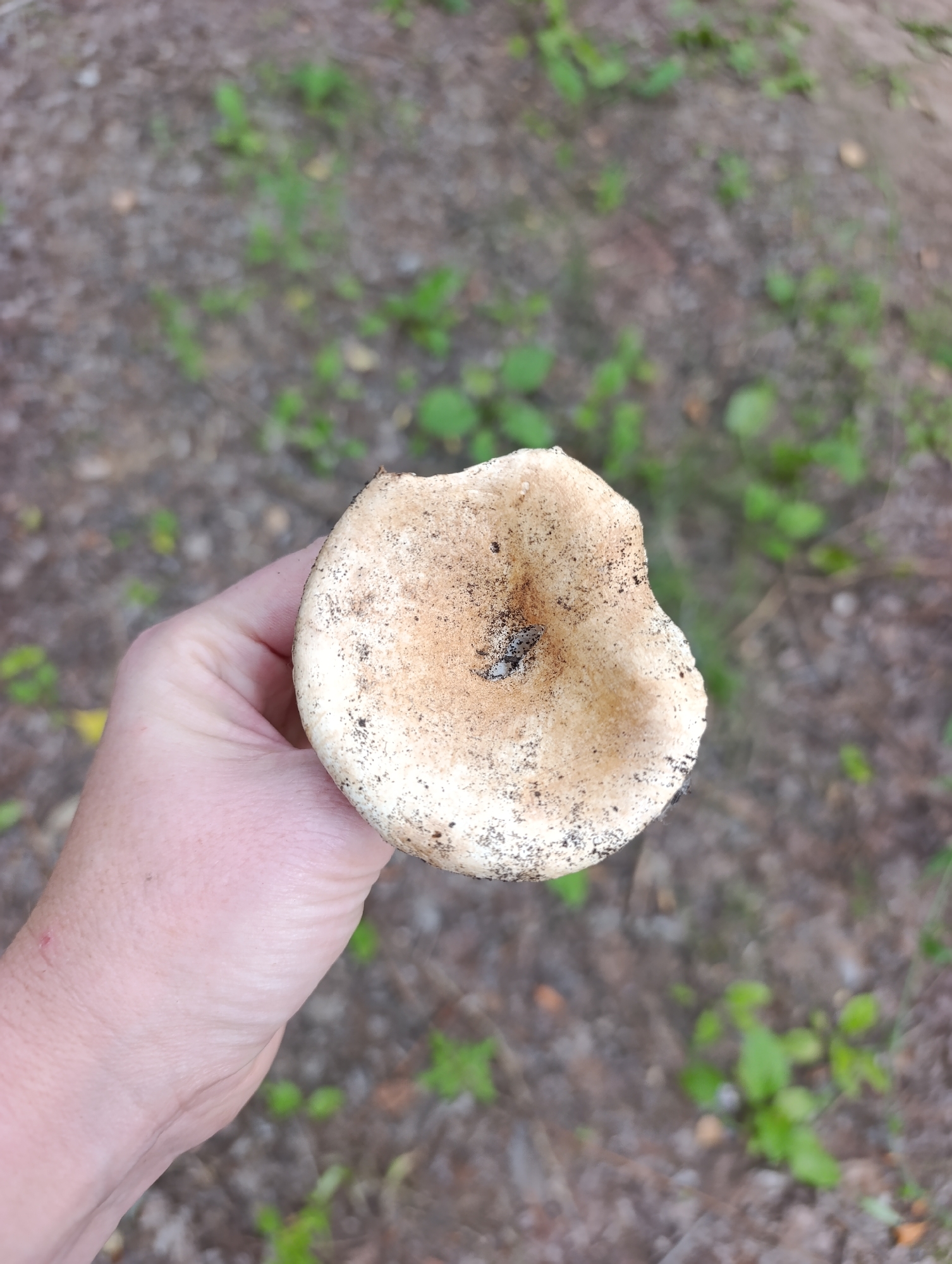 A close-up, high-angle shot shows a hand holding a pale, slightly damaged mushroom. The mushroom cap is off-white with brown speckles and dirt. The hand is fair-skinned and appears to be that of an adult. The background is a blurred view of the ground, with sparse green plants and dry dirt, suggesting an outdoor, possibly wooded, environment. The scene is devoid of any urban elements, including any indication of Dimitrovskii, Russia.