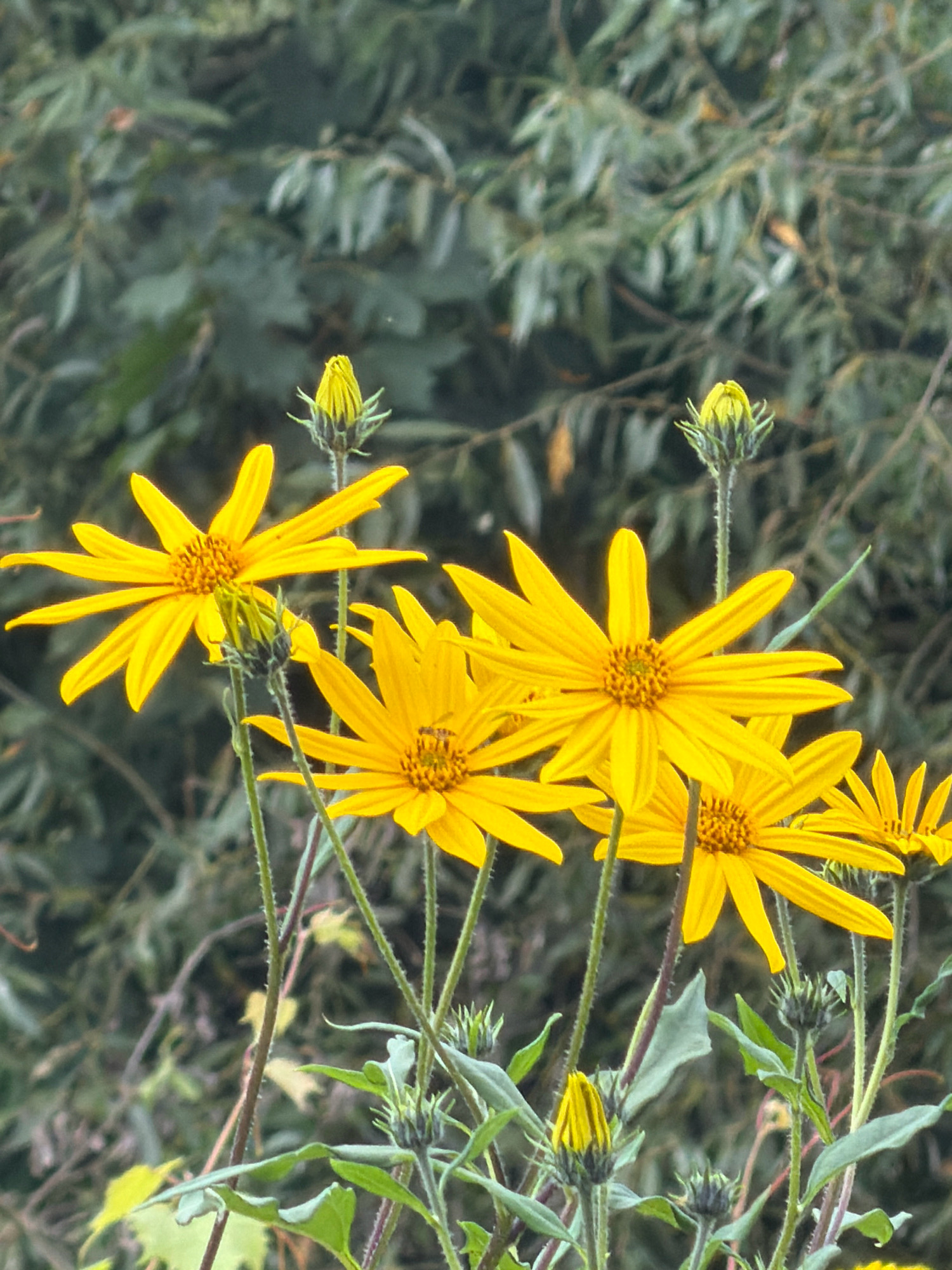 The image shows a close-up of several yellow Jerusalem artichoke flowers and buds against a blurred green background of foliage. The flowers have long, thin petals and prominent central discs. Several flower buds are also visible, some closed and pointed, and one partially open. The stems are thin and appear somewhat fuzzy. The overall impression is of a natural setting, possibly a garden or wild area. There are no people or man-made objects visible in the image. The location in the city of Teterevo, Russia, is not discernible from the visual information provided in the image.