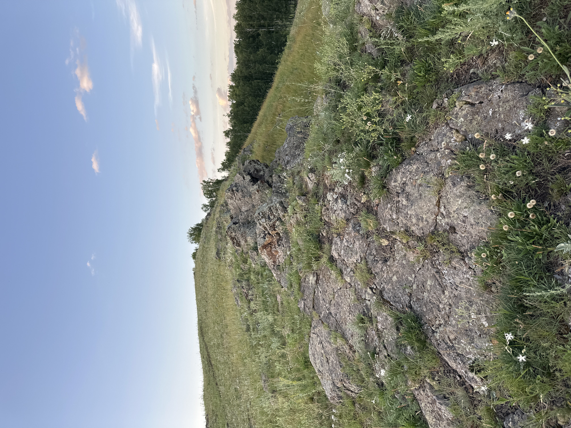 A rugged, grassy hill with rock outcroppings dominates the foreground and midground of this outdoor, daytime photograph. The terrain slopes upwards from the bottom left of the frame to the upper left, where a path or worn track is visible. The rocks in the foreground are weathered and grey, interspersed with green grass and small white wildflowers. To the right, the hill continues to rise, covered in a dense carpet of green grass and dotted with more wildflowers. A line of trees, predominantly deciduous with green foliage, forms a dense forest along the upper right portion of the hill. The sky above is a clear, pale blue, with a few wispy clouds tinged with pink and orange, suggesting either dawn or dusk. The overall impression is one of a natural, undeveloped landscape.