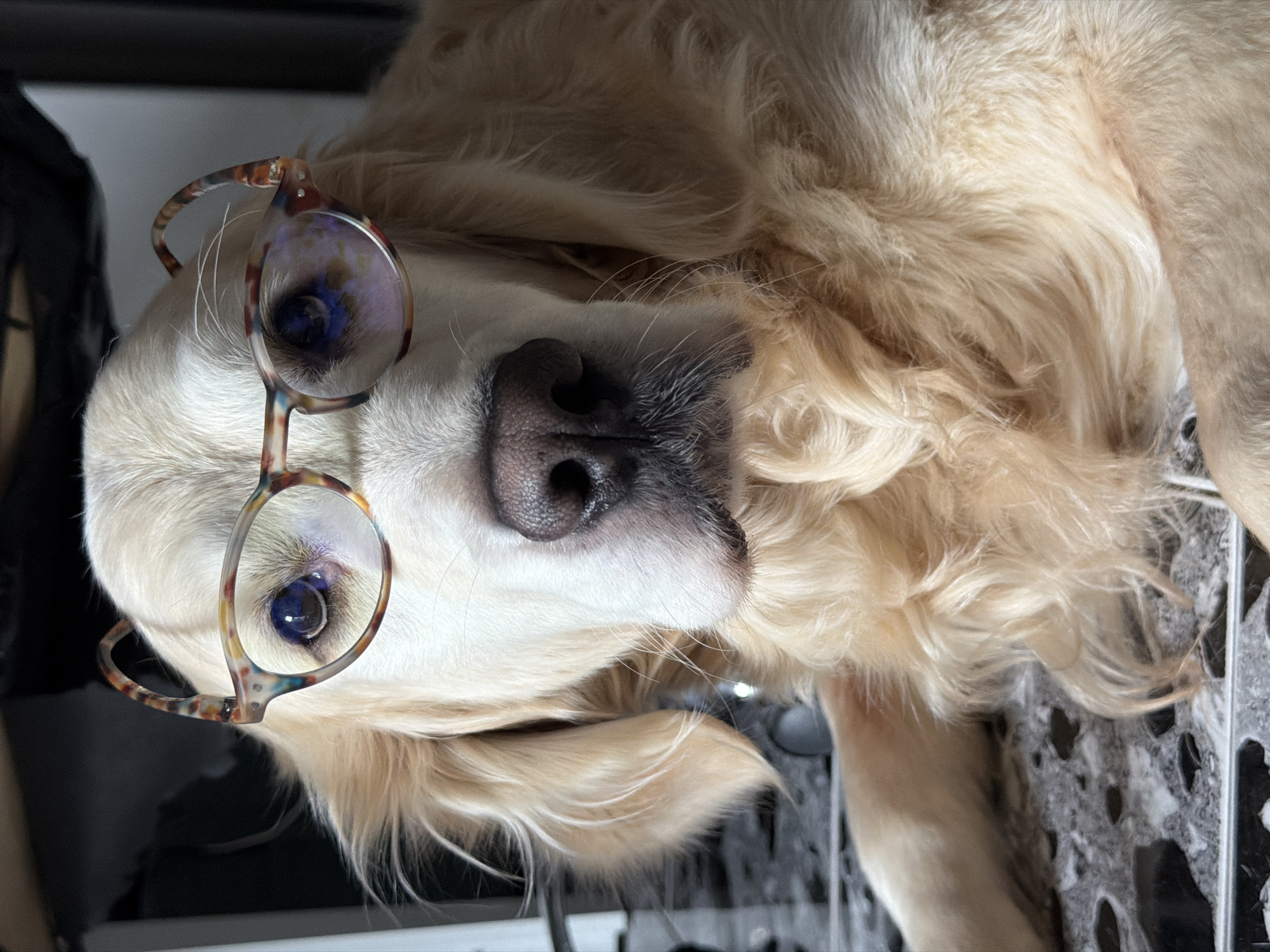 A close-up shot features a Golden Retriever dog wearing eyeglasses, facing directly towards the viewer. The dog's head is tilted, and it appears to be lying down. A pair of eyeglasses with multi-colored, tortoiseshell-patterned frames rests on its snout, covering its eyes. The dog's dark eyes are visible through the lenses, which show some blueish reflections.
The dog has light cream or golden-colored fur, appearing soft and dense, with longer wisps around its face. Its prominent black nose is centrally located, detailed with texture, and surrounded by visible whiskers. The dog's expression is calm and attentive, creating an endearing and humorous scene. The background is blurred and dark, suggesting an indoor environment, with a hint of a patterned surface (possibly a floor or table) on the right side of the frame. There is no visible text in the image, and no specific visual cues within the image confirm the provided location context of Tbilisi, Georgia.