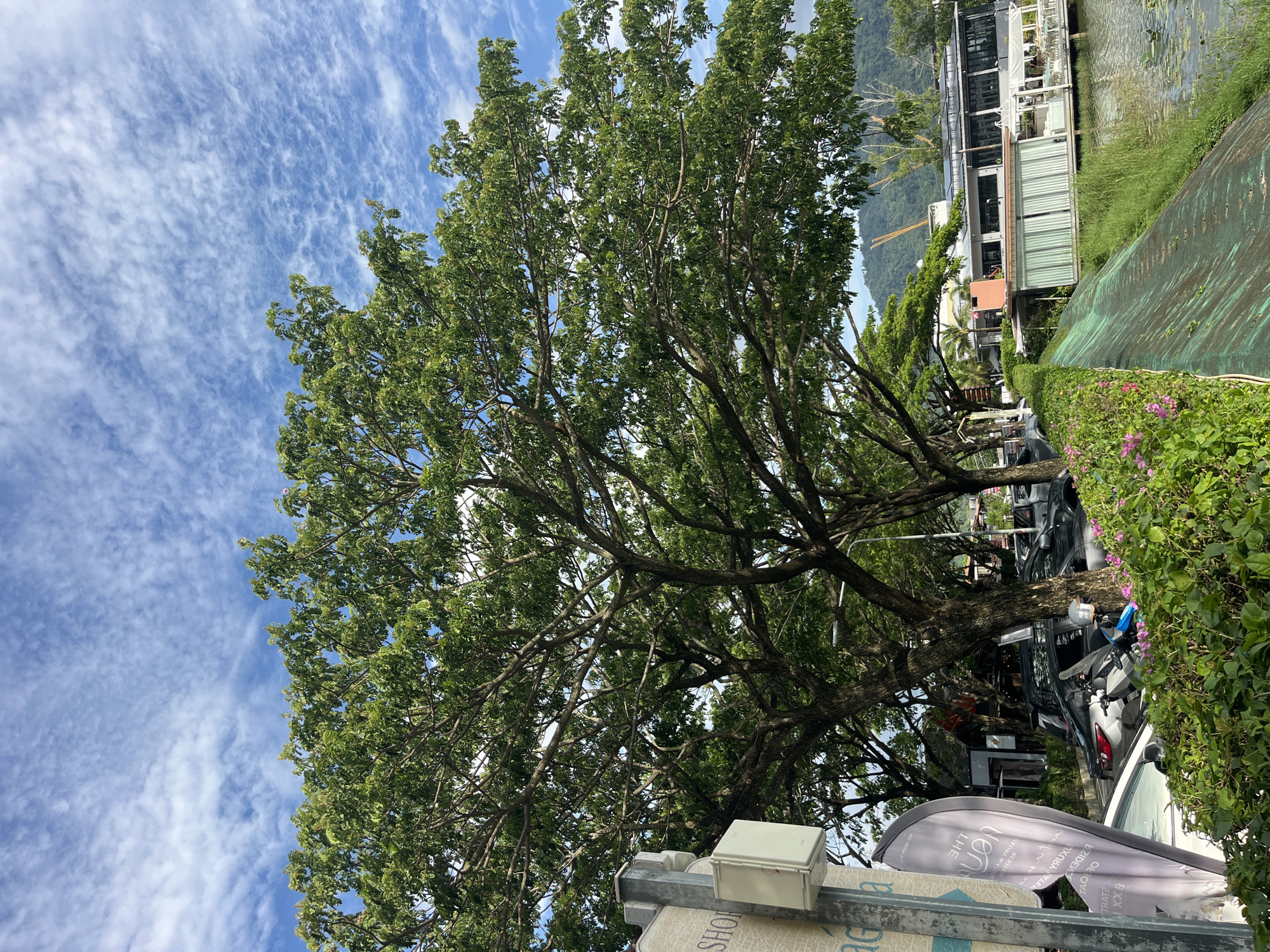 This is a daytime, eye-level, full-shot photograph taken in Choeng Thale, Thailand. The image features a large, mature tree with lush green foliage dominating the center and upper half of the frame. The tree's branches spread widely, creating a canopy that partially obscures the bright blue sky filled with scattered, wispy white clouds.
In the background, a modern, multi-story building with large windows and a white exterior is visible, situated on the edge of a body of water. The water appears calm, with lily pads or similar aquatic vegetation floating on its surface. A green, textured embankment runs along the water's edge in the foreground.
To the left of the tree, a grey metal pole is attached to a white electrical or utility box. A tall, gray flag or banner with text in a script that appears to be reversed is leaning against the pole. Further left, the edge of a white car is visible, partially covered by flowering pink and purple bushes. Behind the bushes, several parked cars and a motorcycle are visible along a street lined with more trees. The street appears to be a commercial area with buildings and shops visible in the distance. Construction cranes are also present in the far background. The overall scene suggests a pleasant, possibly tropical, urban environment.