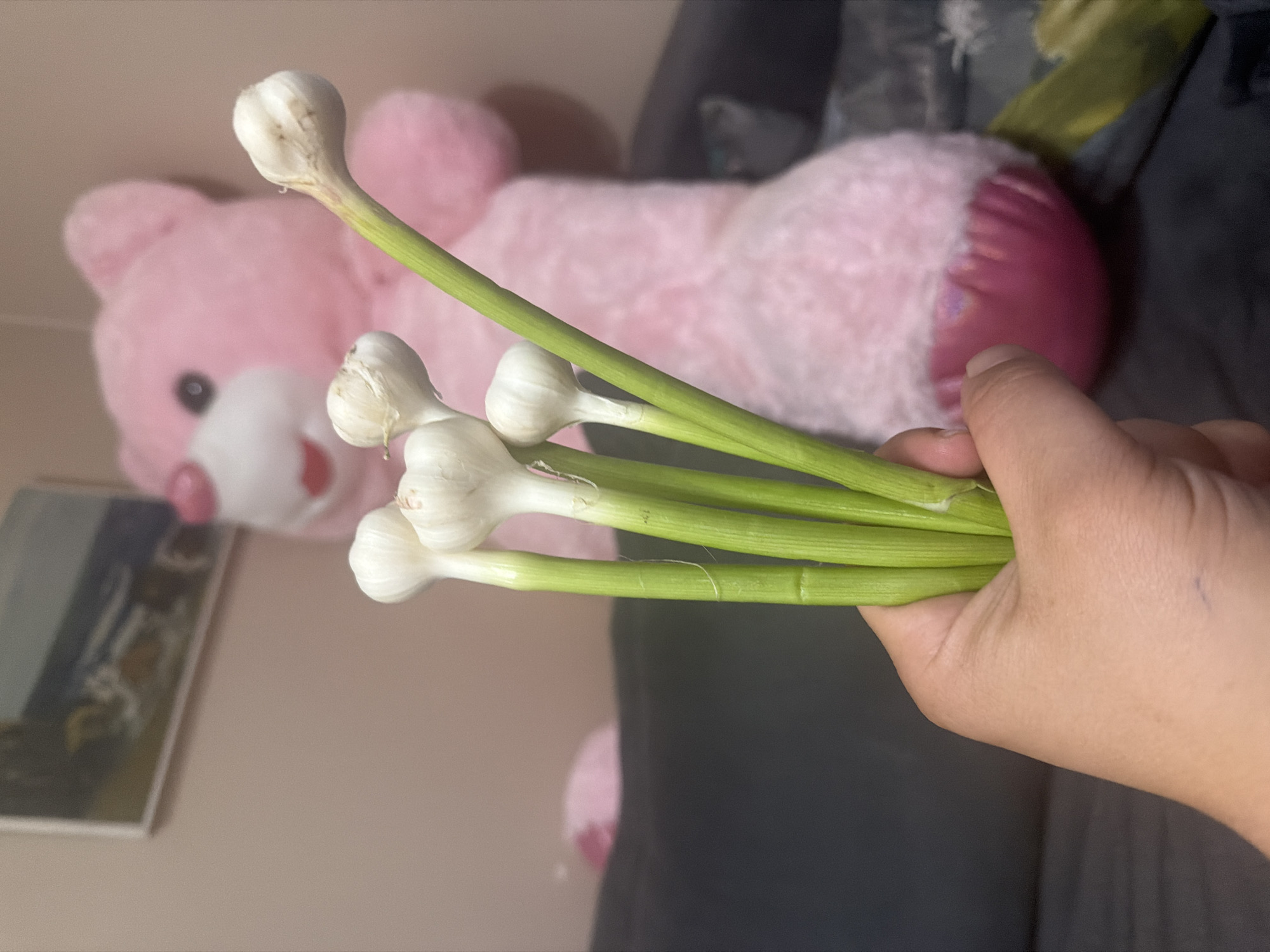 The image captures a close-up, angled view of a hand holding a bunch of young garlic, also known as garlic scapes, against a blurred indoor background. The hand, visible in the lower right, grips the green, long stems of the garlic. There are at least five individual garlic plants, each with a small, white, undeveloped bulb at the top and a vibrant green stem extending downwards. Some of the bulbs show slight discoloration or dirt.
In the soft-focus background, a large, fluffy pink teddy bear is prominently visible, reclining on a dark surface, possibly a bed or couch. The teddy bear occupies a significant portion of the mid-ground, with its head, body, and limbs discernible despite the blur. A framed picture or piece of artwork is partially visible and out of focus on a light-colored surface or wall in the far left background. The overall setting appears to be a domestic interior, possibly a bedroom or living room, in Shumen, Bulgaria, as per the provided context. The lighting suggests an indoor environment. No text is visible in the image.