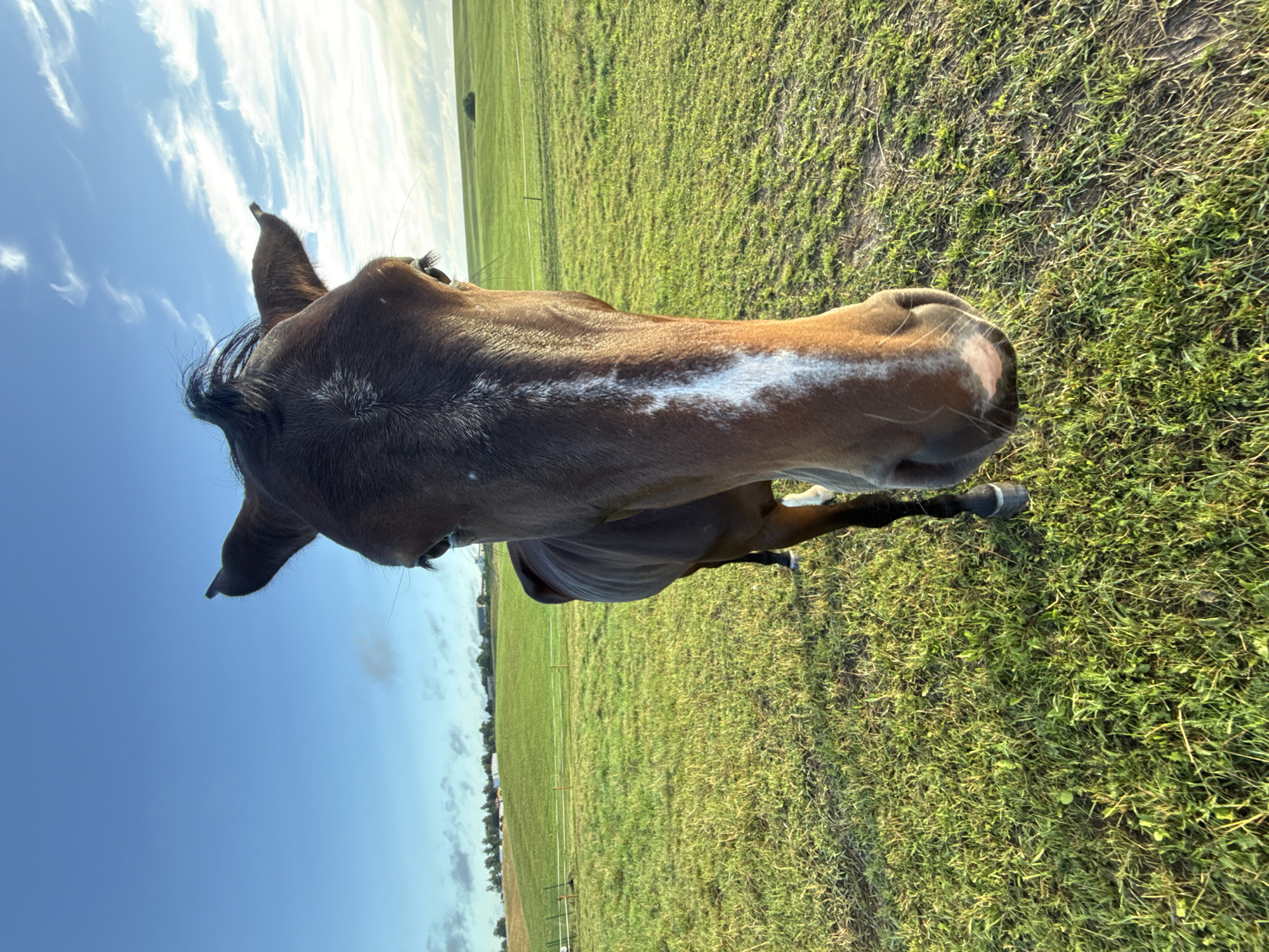 A close-up, low-angle shot captures a dark brown horse in a green grassy field under a bright blue sky with scattered white clouds. The horse's head is directly facing the camera, with its eyes visible. A white blaze runs down the center of its face. The horse appears to be standing in a pasture, with rolling green hills and some distant trees and buildings visible in the background. The scene is set in the city of Galinė, Lithuania.